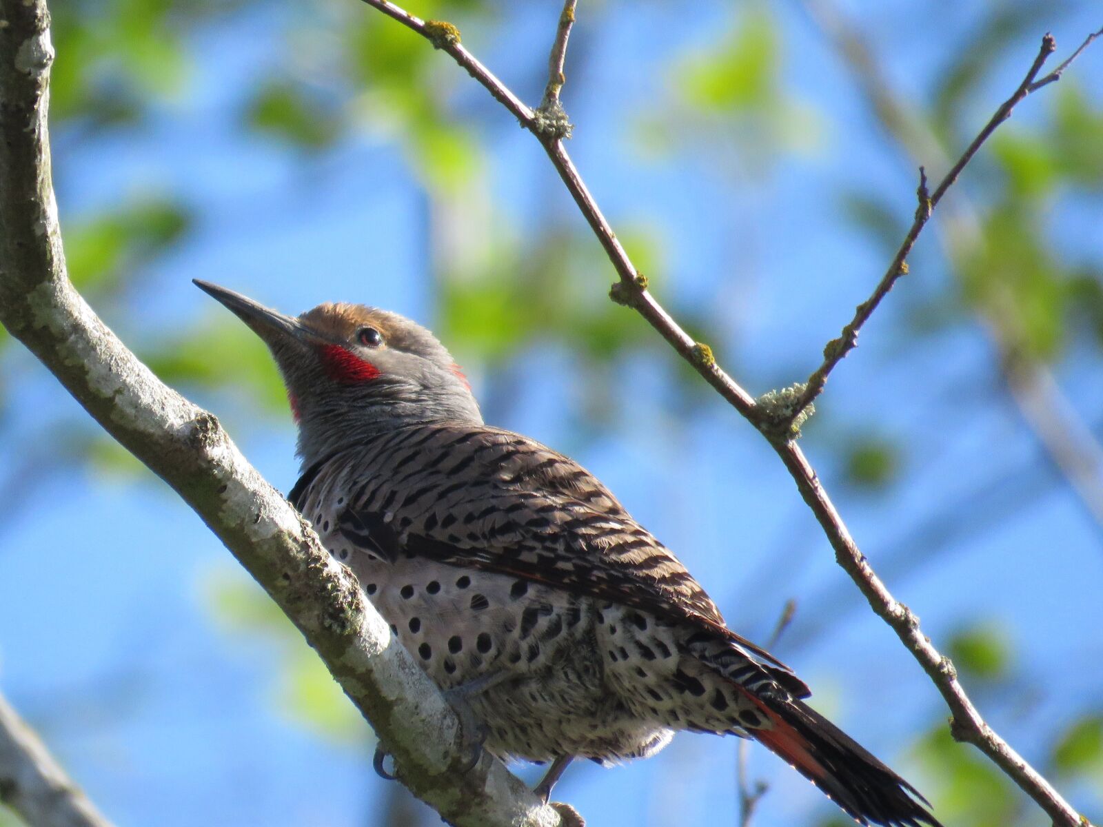 Canon PowerShot SX60 HS sample photo. Northern flicker, woodpecker, flicker photography