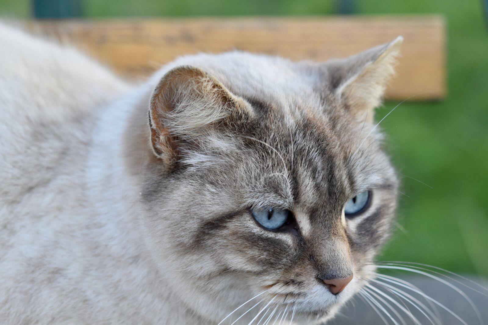 Nikon D5600 sample photo. Cat, portrait of cat photography