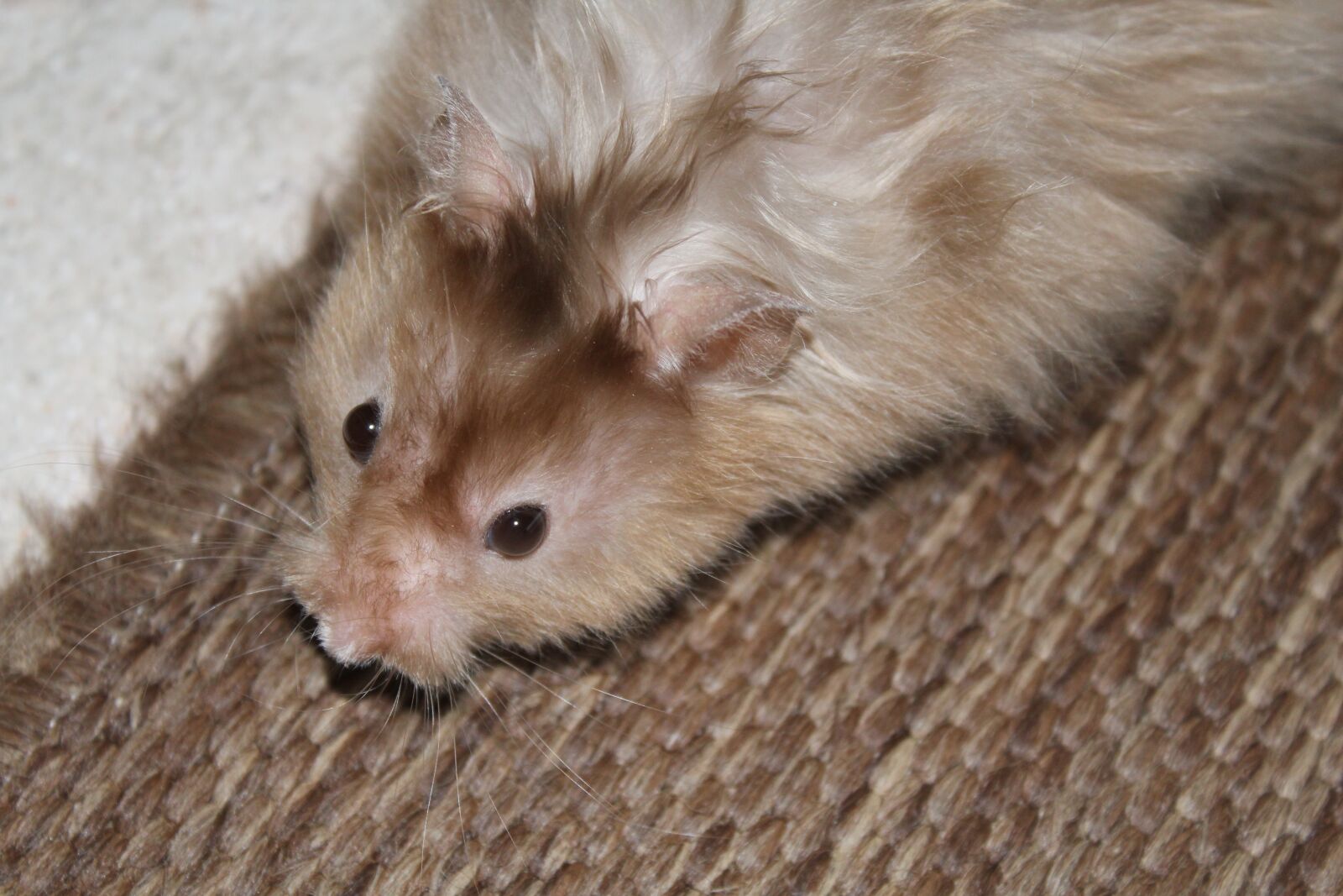 Canon EOS 1200D (EOS Rebel T5 / EOS Kiss X70 / EOS Hi) sample photo. Hamster, nager, rodent photography