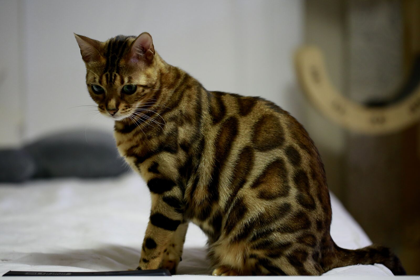 Canon EOS 5D Mark III sample photo. Cat, bengal cat, baby photography