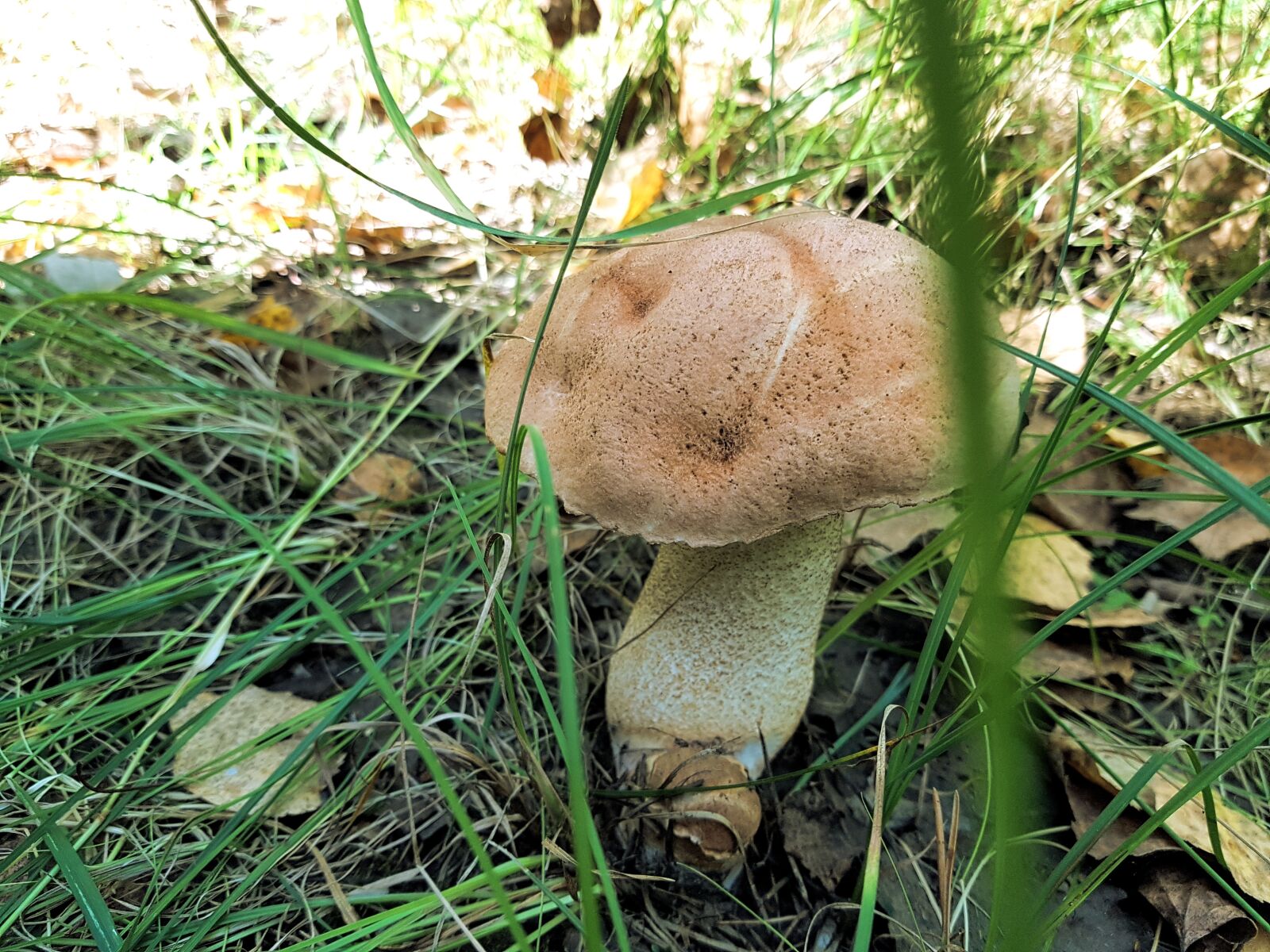 Samsung SM-G930F sample photo. Mushroom, forest, velikodvor'ye photography