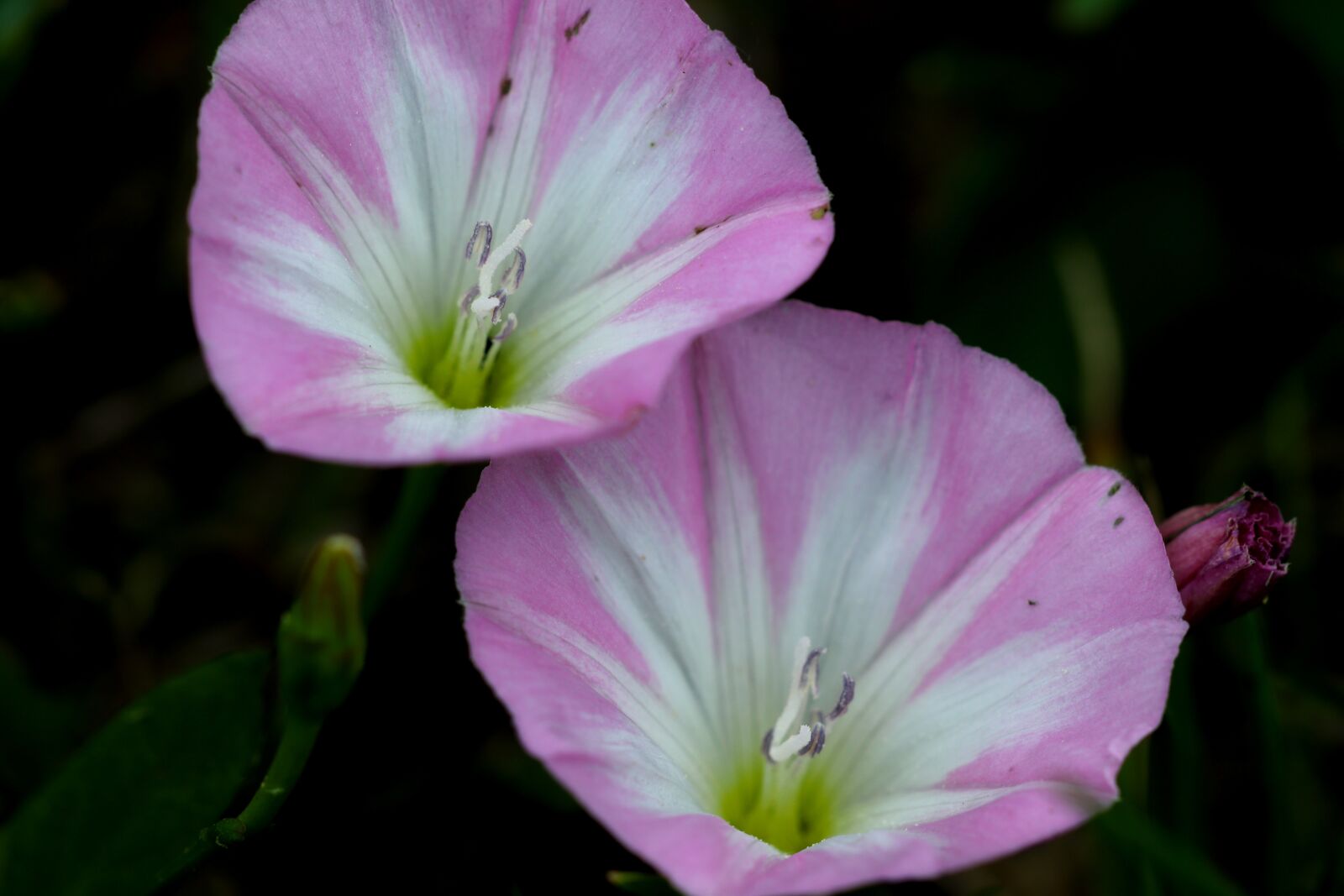 Canon EOS 200D (EOS Rebel SL2 / EOS Kiss X9) sample photo. Flower, macro, nature photography