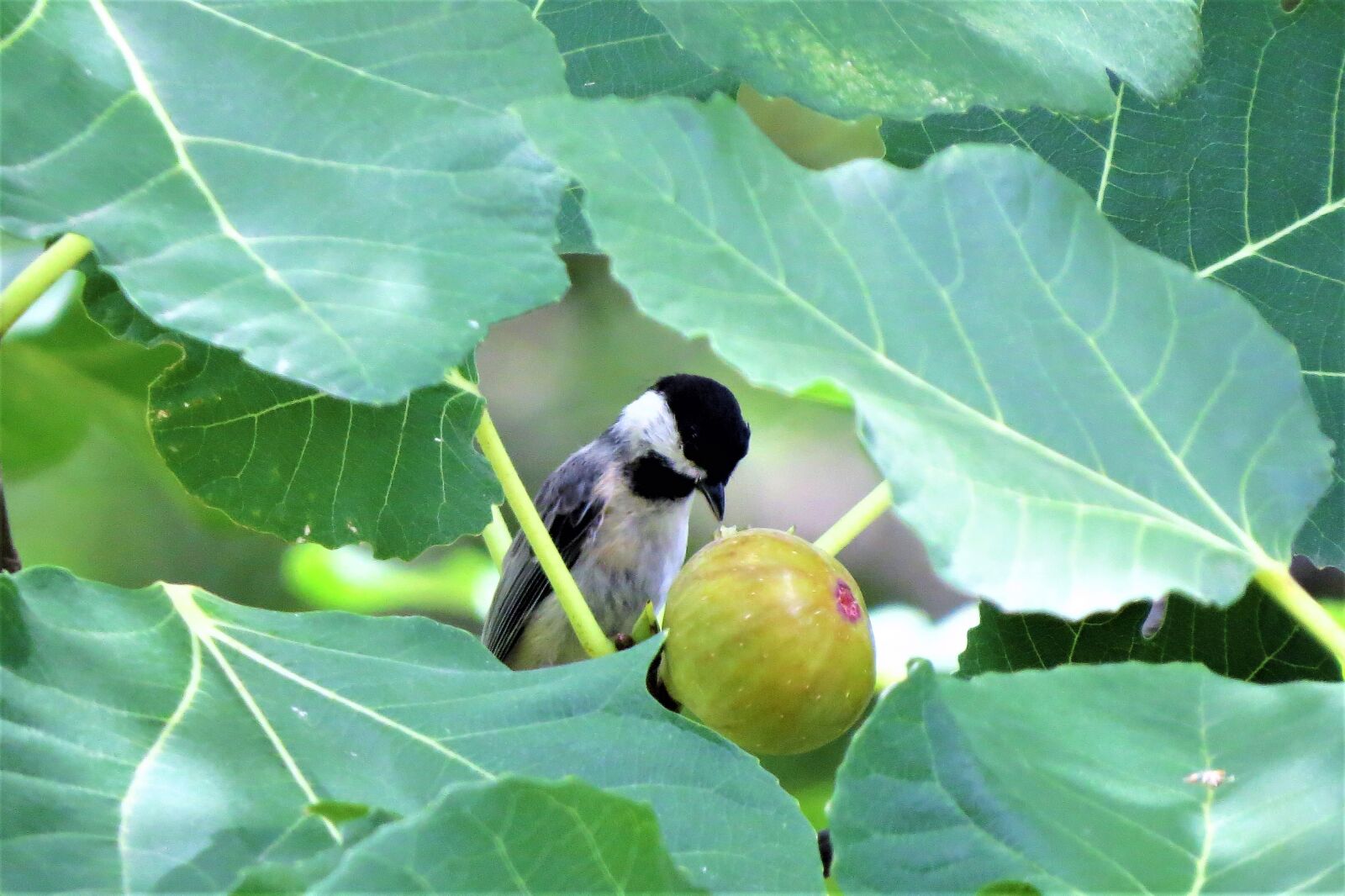 Canon PowerShot SX50 HS sample photo. Bird, chickadee, eating fig photography