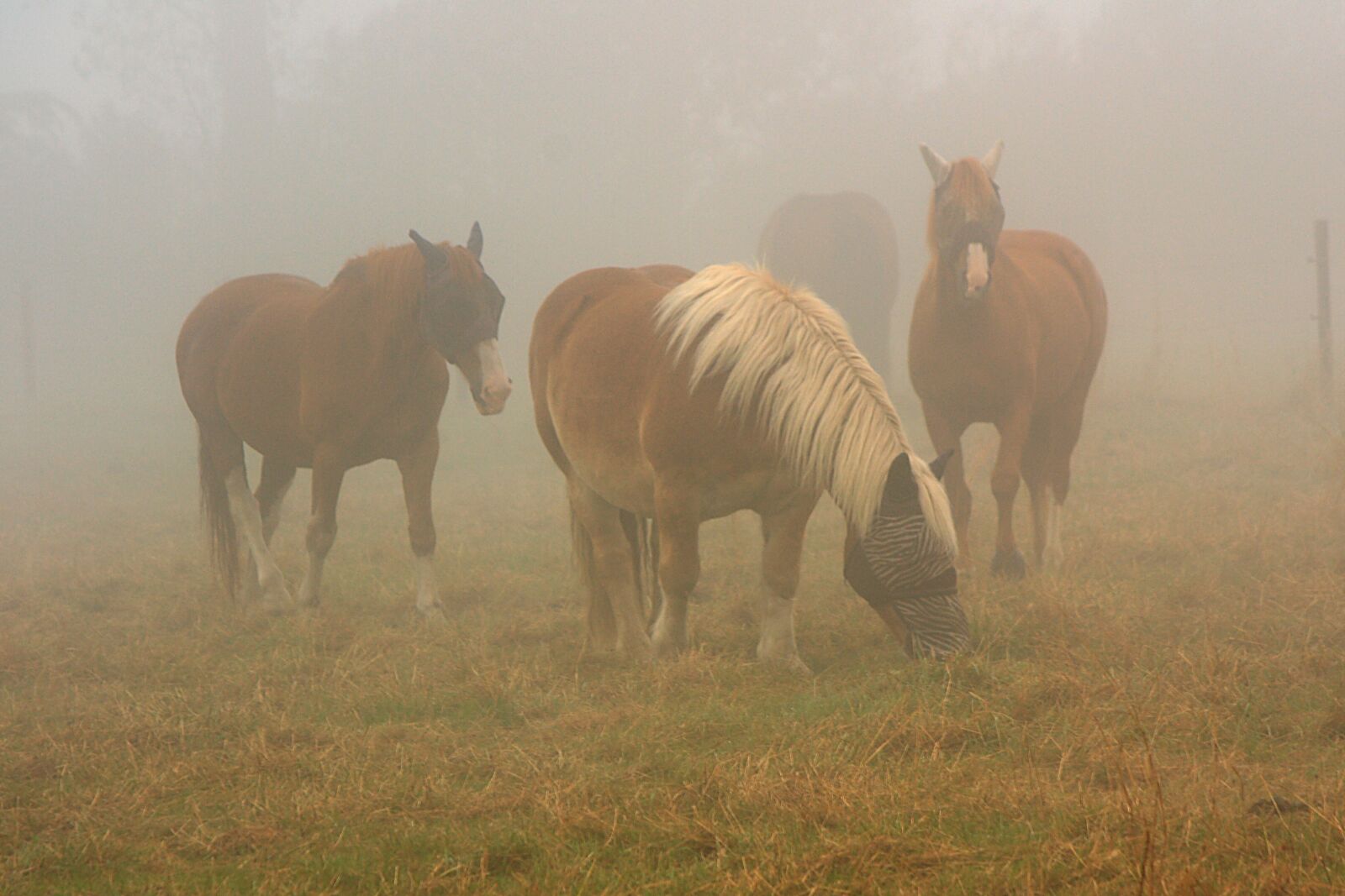 Canon EOS 450D (EOS Rebel XSi / EOS Kiss X2) sample photo. Horses, horse in mist photography