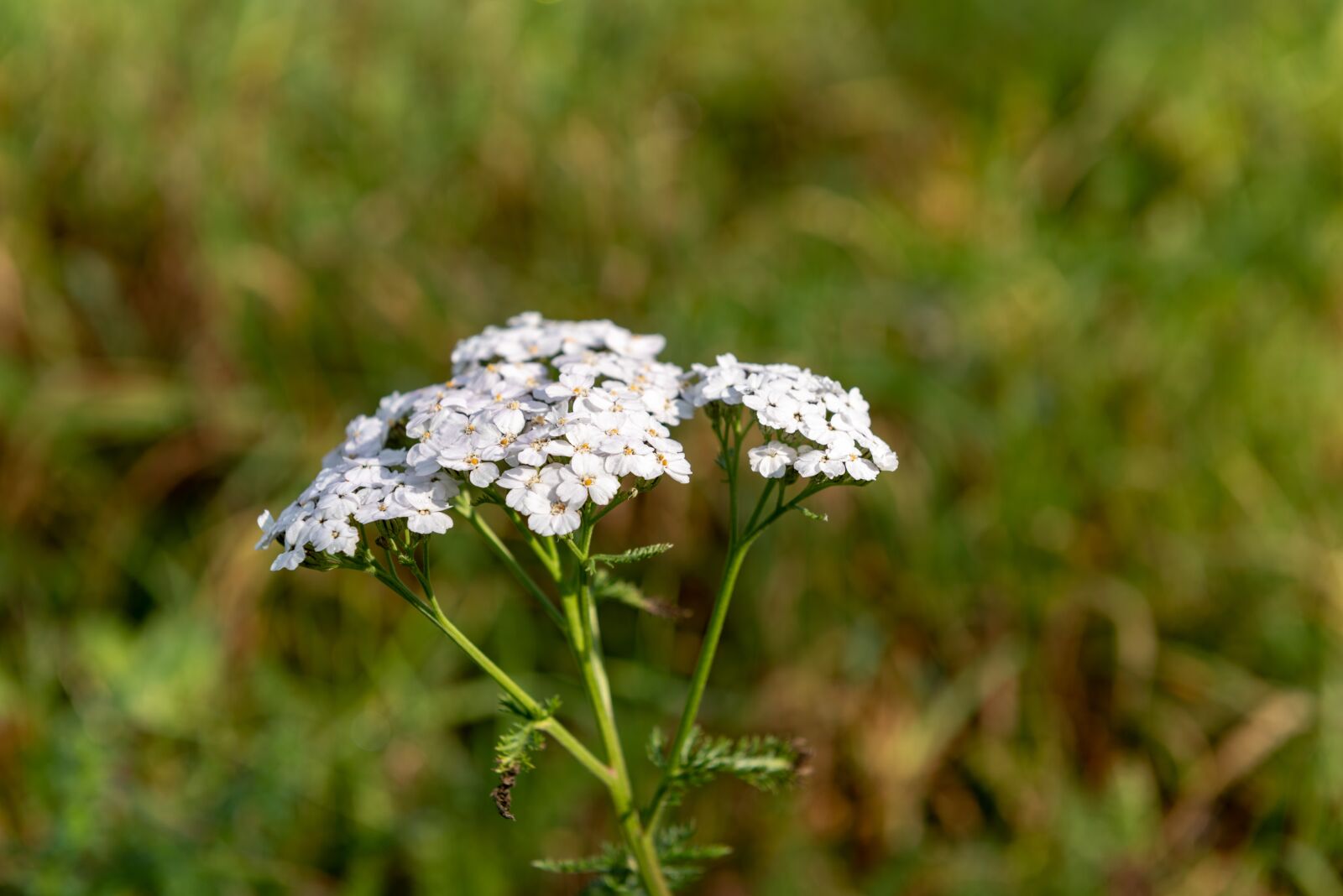 Nikon D810 sample photo. Pointed flower, meadow, green photography