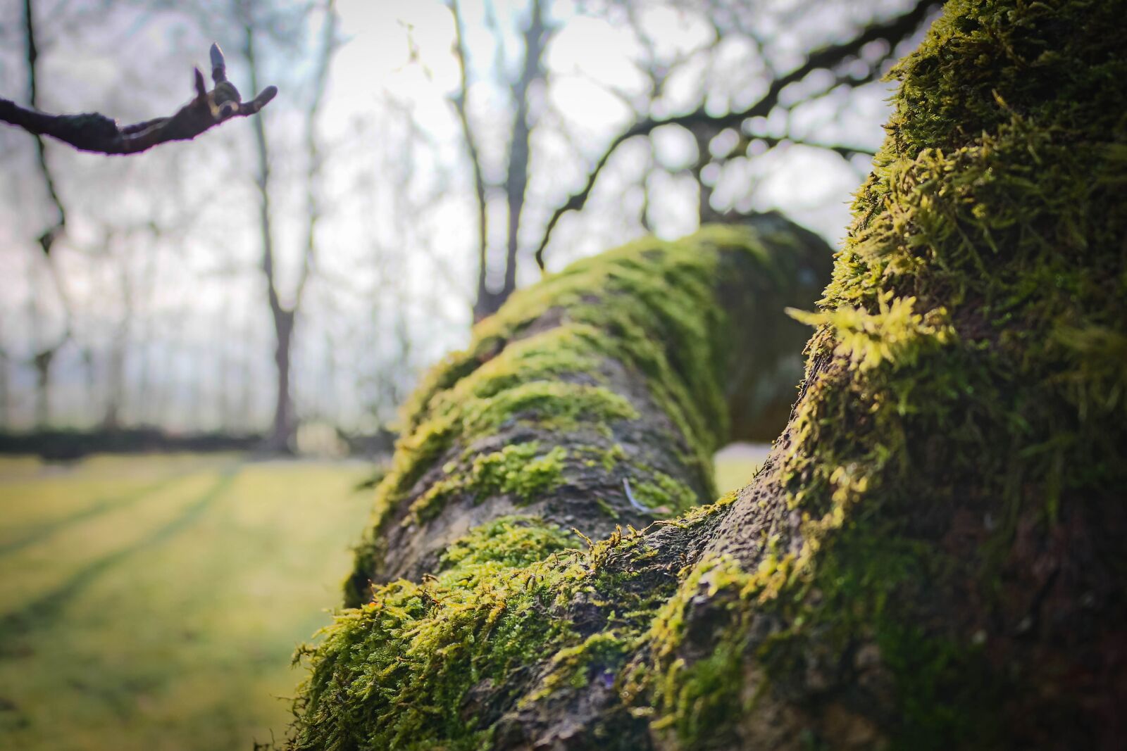 Canon EOS 70D sample photo. Tree, moss, branch photography