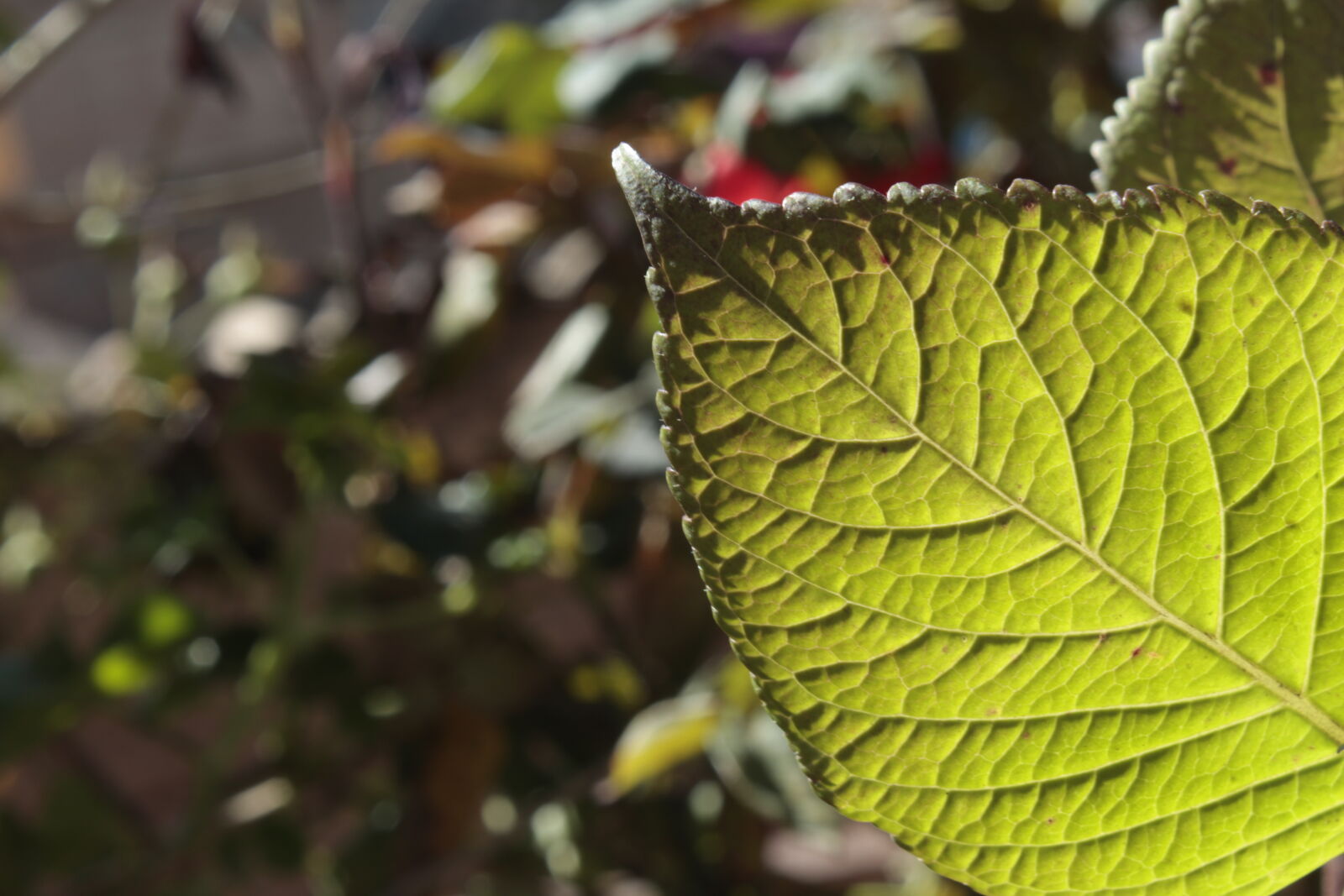 Canon EOS 1200D (EOS Rebel T5 / EOS Kiss X70 / EOS Hi) sample photo. Leaf, nature, landascape, texture photography
