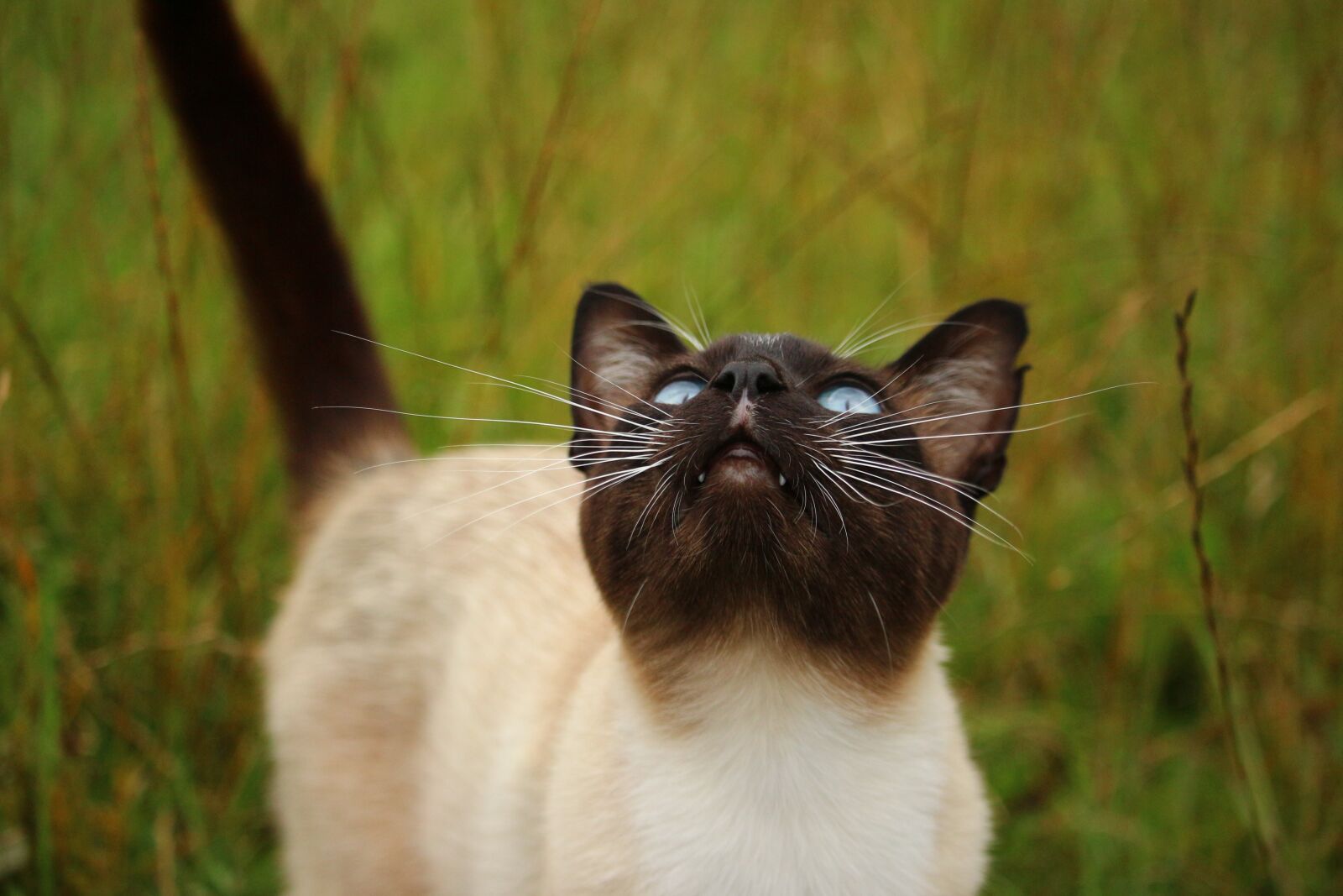 Canon EOS 100D (EOS Rebel SL1 / EOS Kiss X7) sample photo. Cat, mieze, breed cat photography
