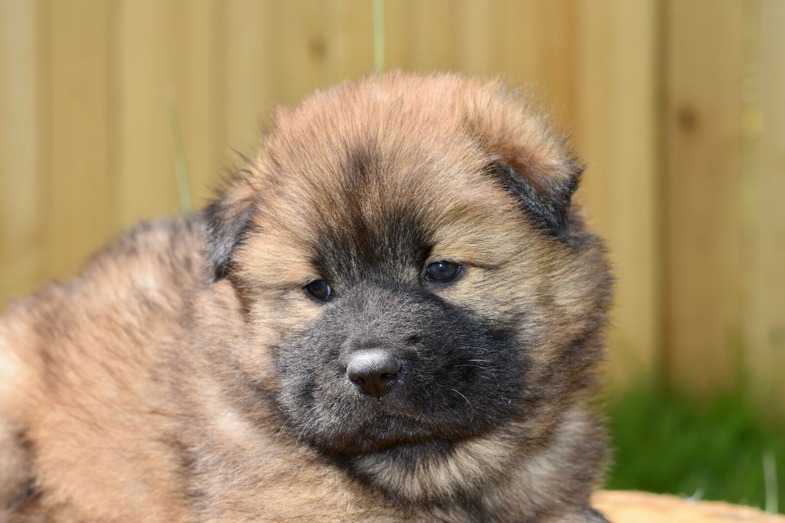 Nikon D5600 sample photo. Dog, bitch, eurasier puppy photography