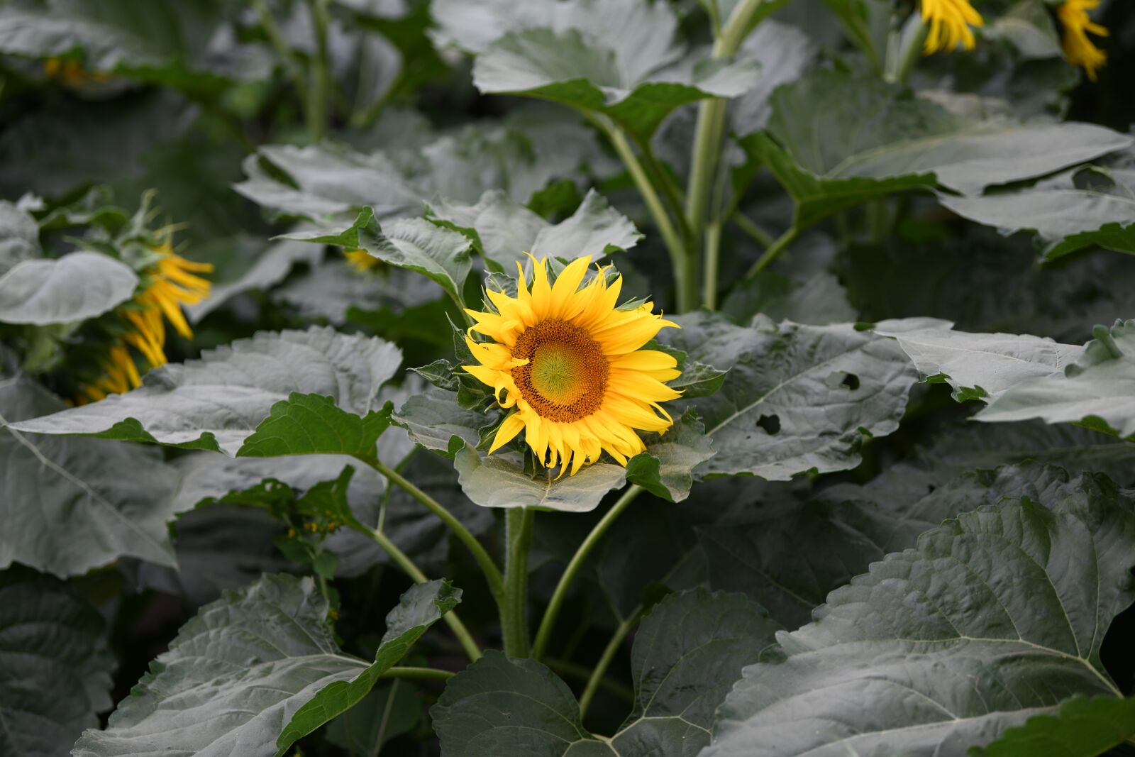Nikon D850 sample photo. Spring, sunflower, nature photography