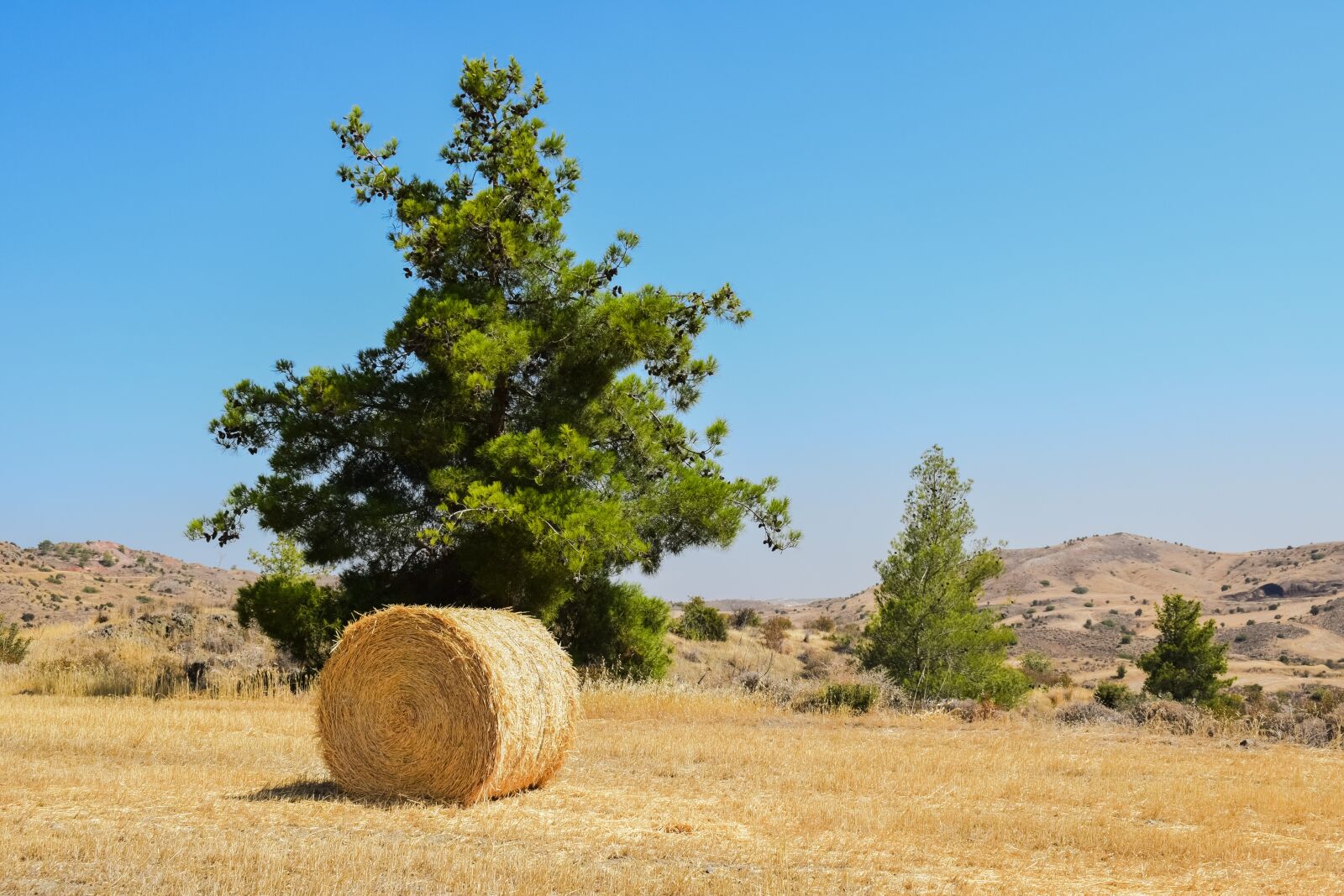 Nikon D3300 sample photo. Trees, landscape, field photography