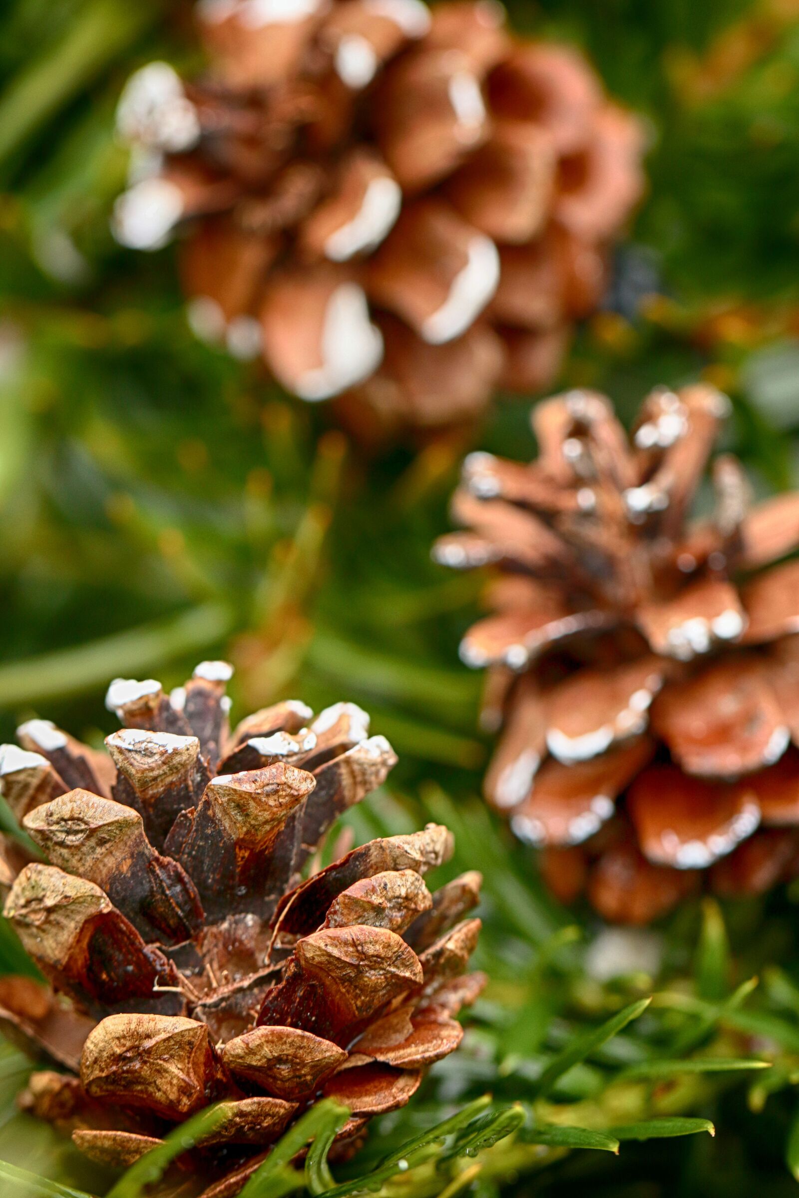 Canon EOS 7D Mark II sample photo. Cone, season, pine photography