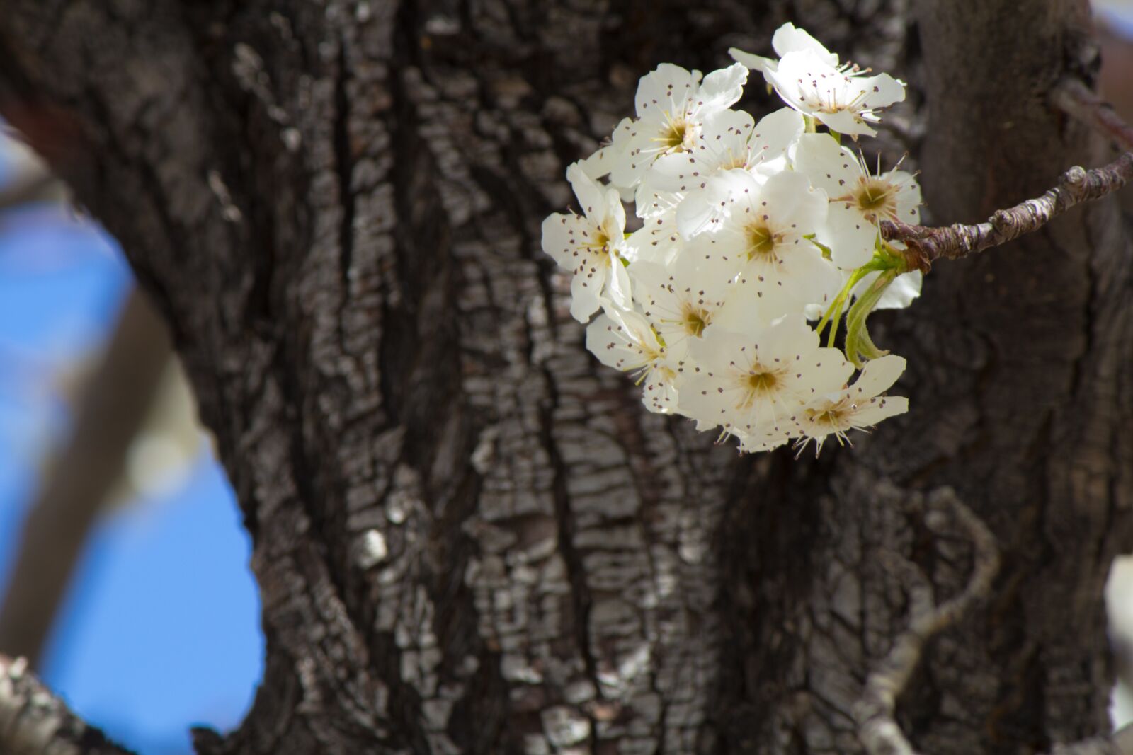 Canon EOS 600D (Rebel EOS T3i / EOS Kiss X5) sample photo. Spring, flower, white photography