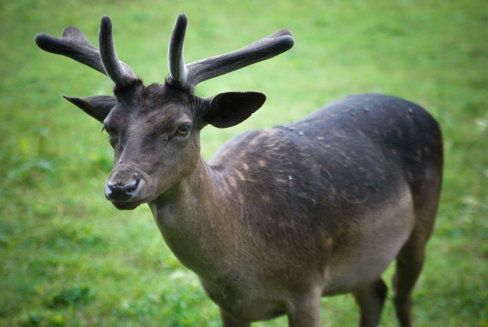 Nikon D60 sample photo. Animal, sarna, hart photography