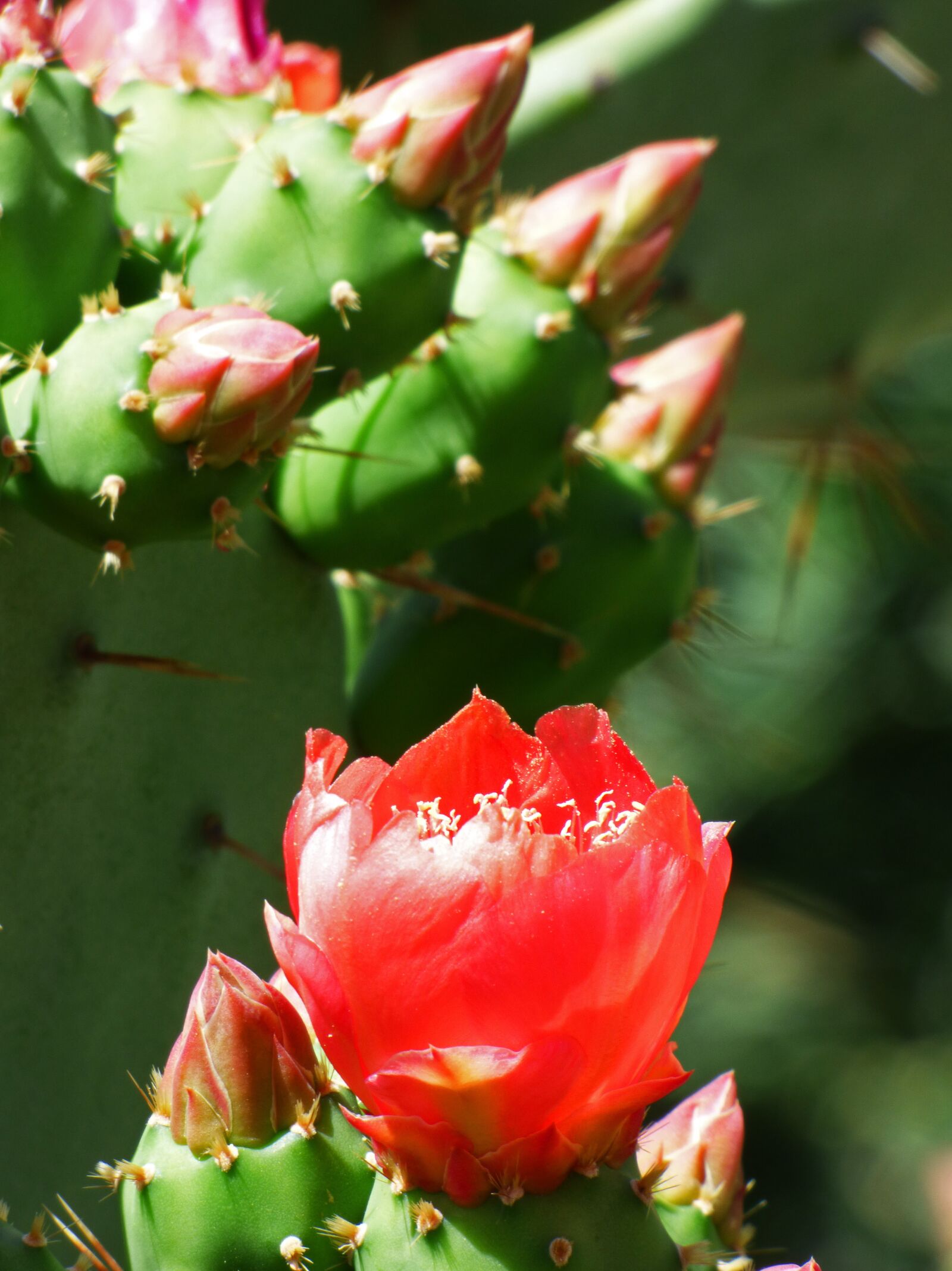 Panasonic Lumix DMC-FZ70 sample photo. Cactis, shovels, cactus photography