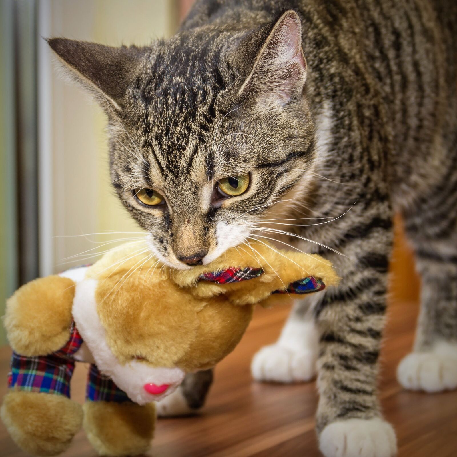 Canon EOS 600D (Rebel EOS T3i / EOS Kiss X5) sample photo. Cat, small, mackerel photography