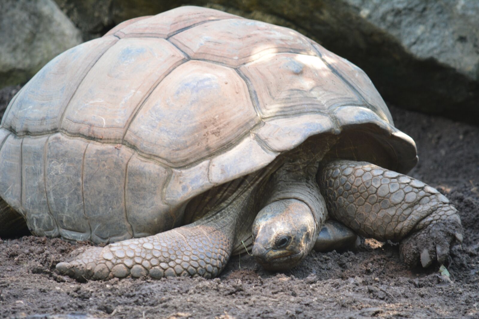 Nikon D5200 sample photo. Turtle, animal, slowly photography