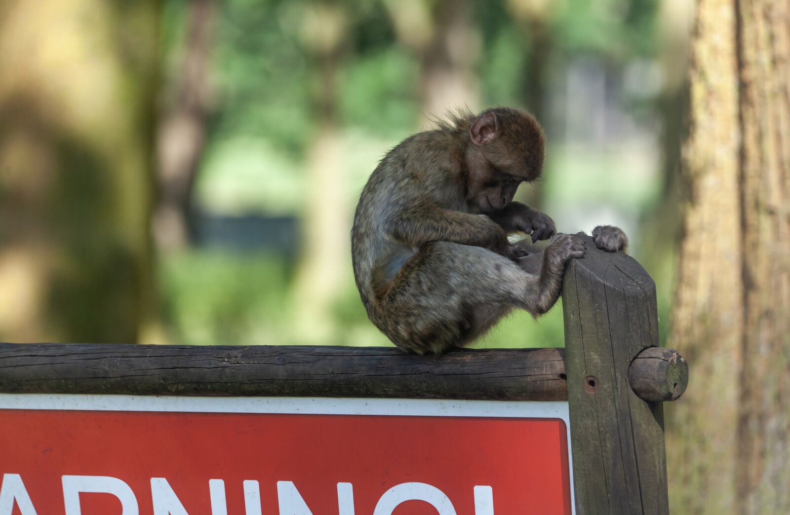 150-600mm F5-6.3 DG OS HSM | Contemporary 015 sample photo. Barbary macaque, juvenile barbary photography