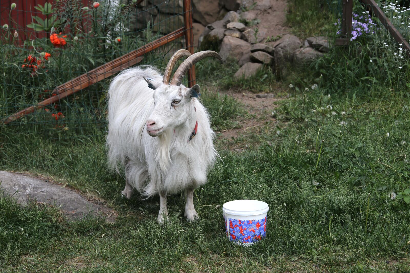 Canon EOS 6D + Canon EF 28-300mm F3.5-5.6L IS USM sample photo. Goat, culture, domestic animal photography