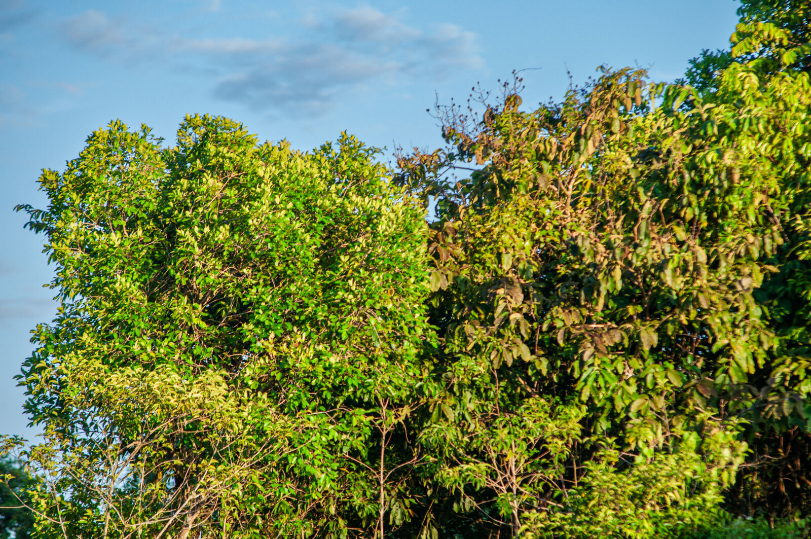 Nikon D300S sample photo