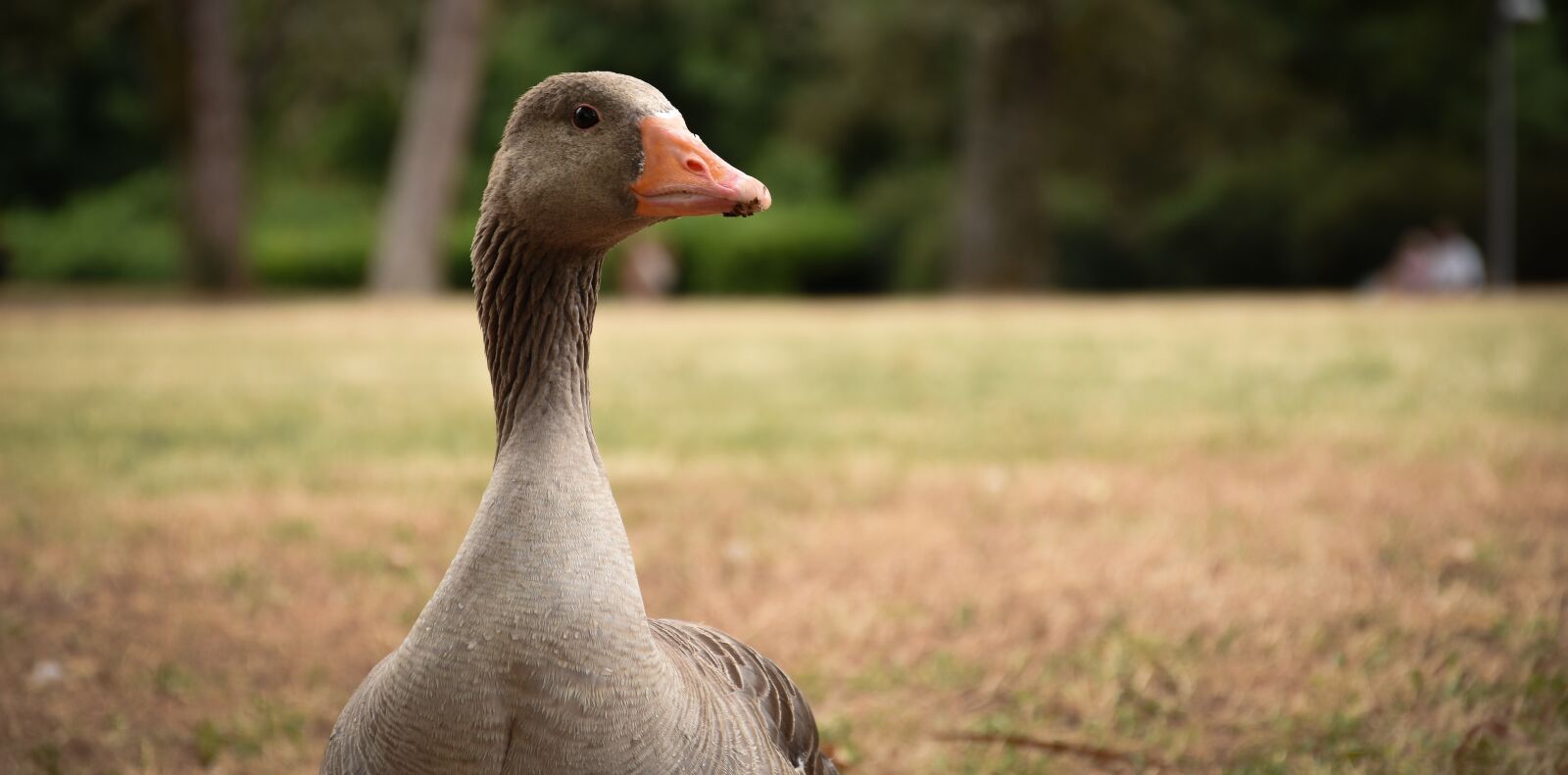 Nikon D7200 sample photo. Goose, nature, bird photography