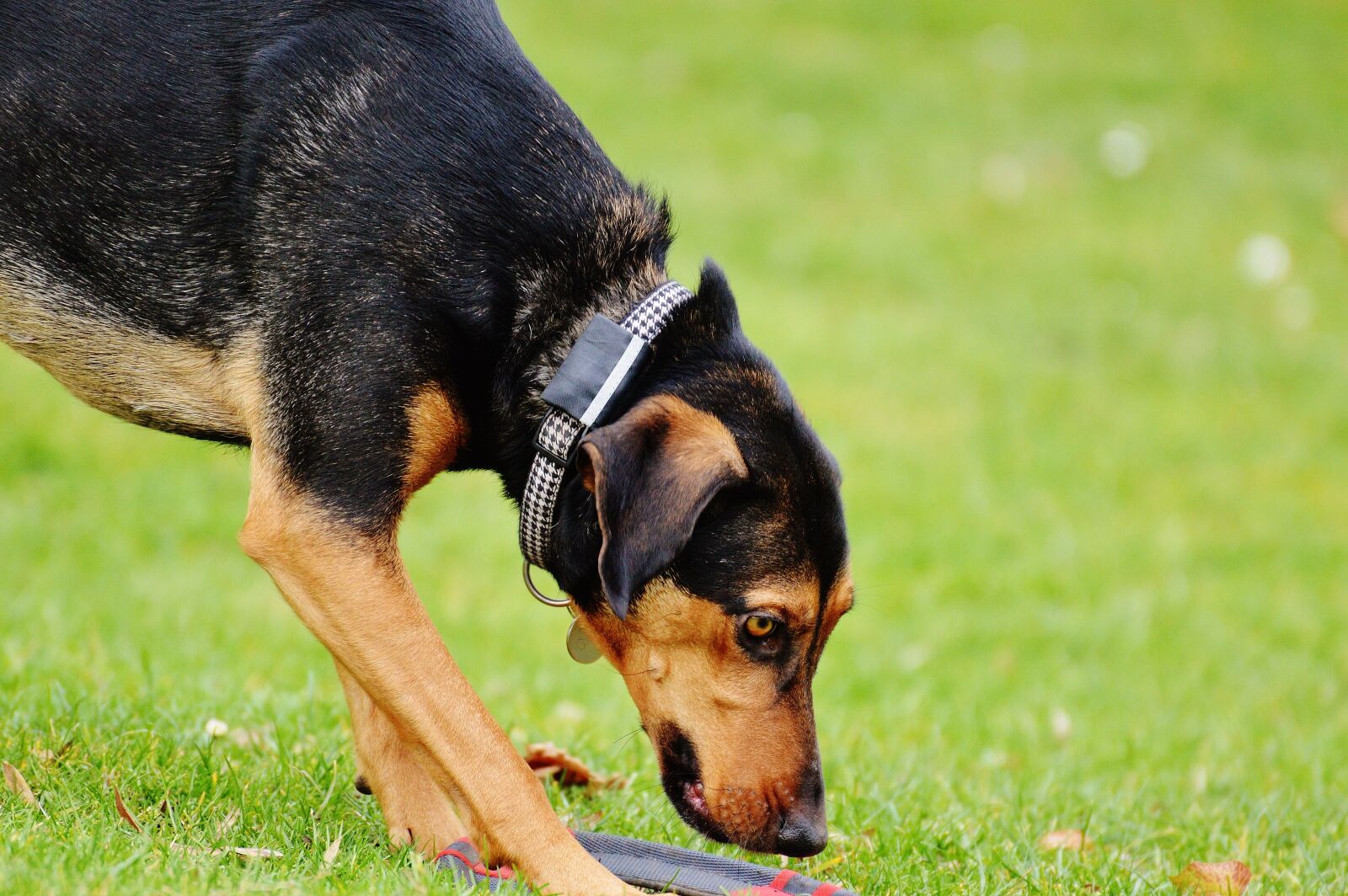 Nikon D3200 sample photo. Dog, romp, play photography