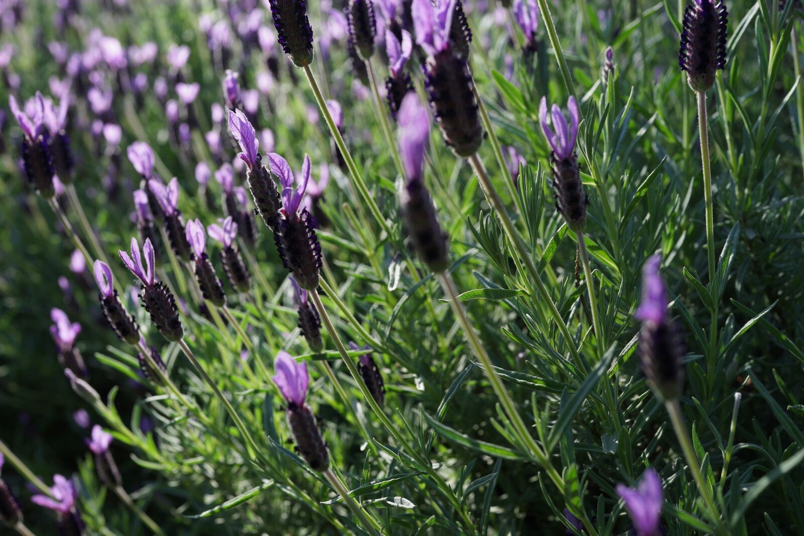 Sony Cyber-shot DSC-RX1R sample photo. Lavender garden, field, purple photography