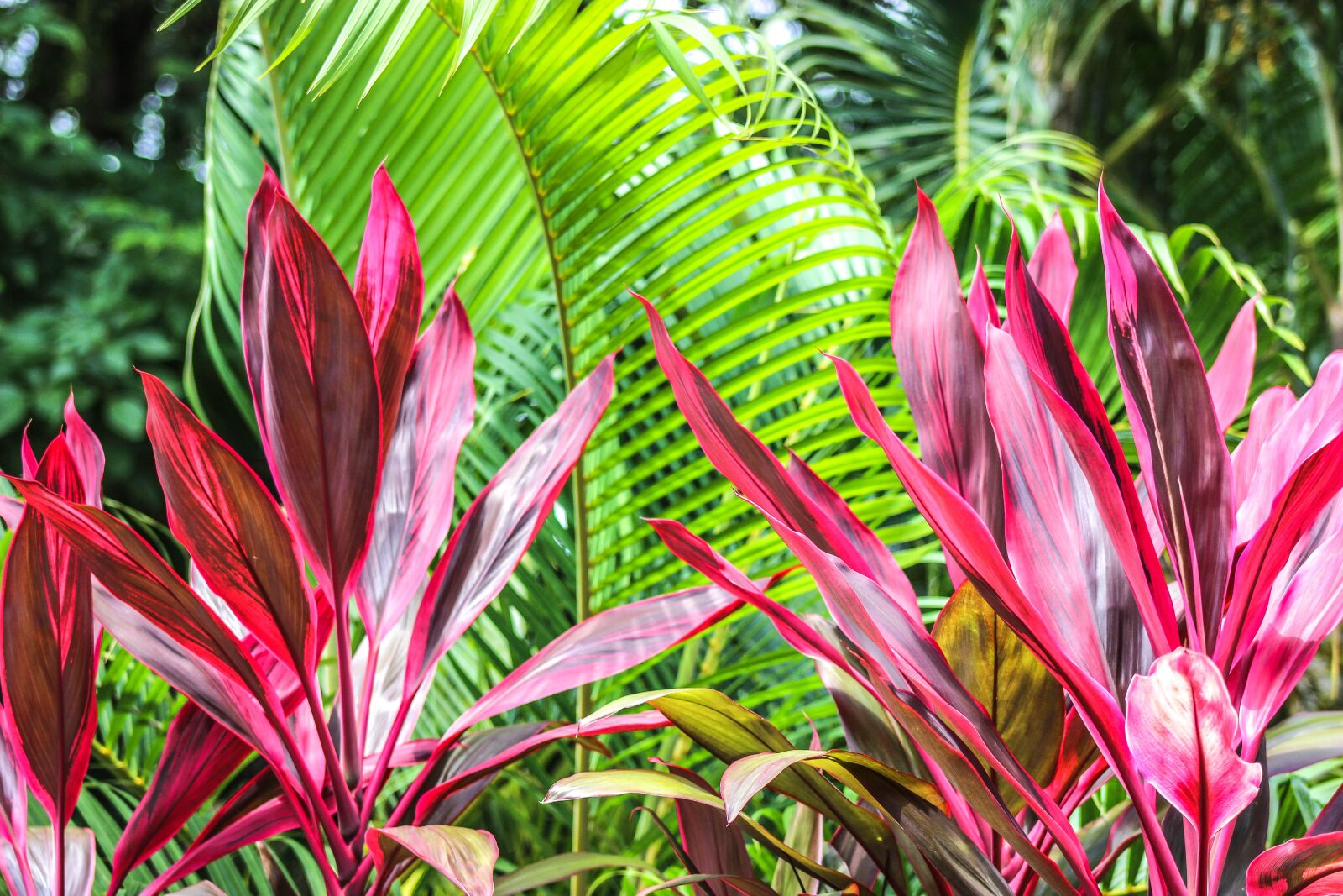 Canon EF75-300mm f/4-5.6 sample photo. Red leaf, jungle, rainforest photography