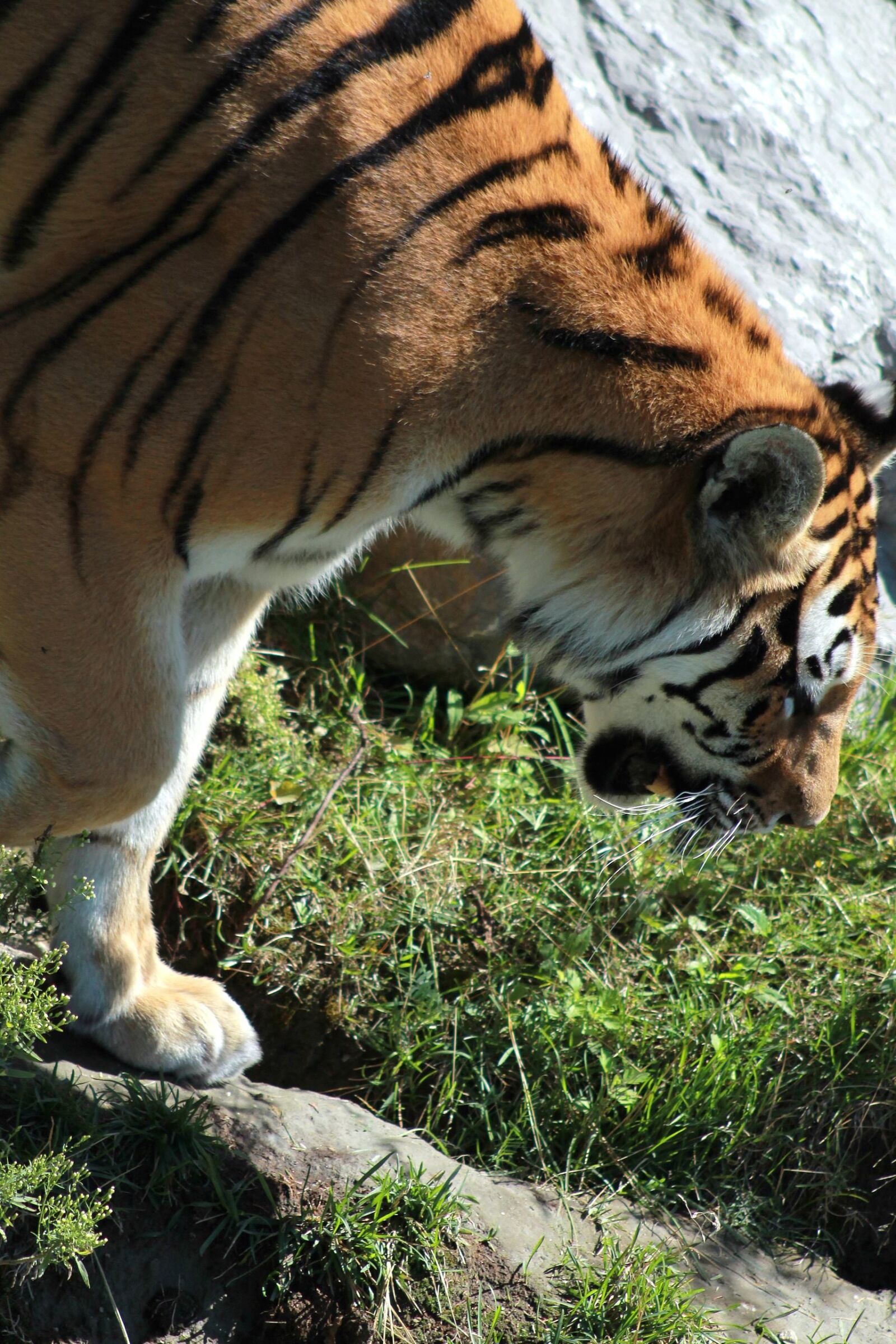 Canon EOS 1100D (EOS Rebel T3 / EOS Kiss X50) sample photo. Tiger, big cat, fur photography