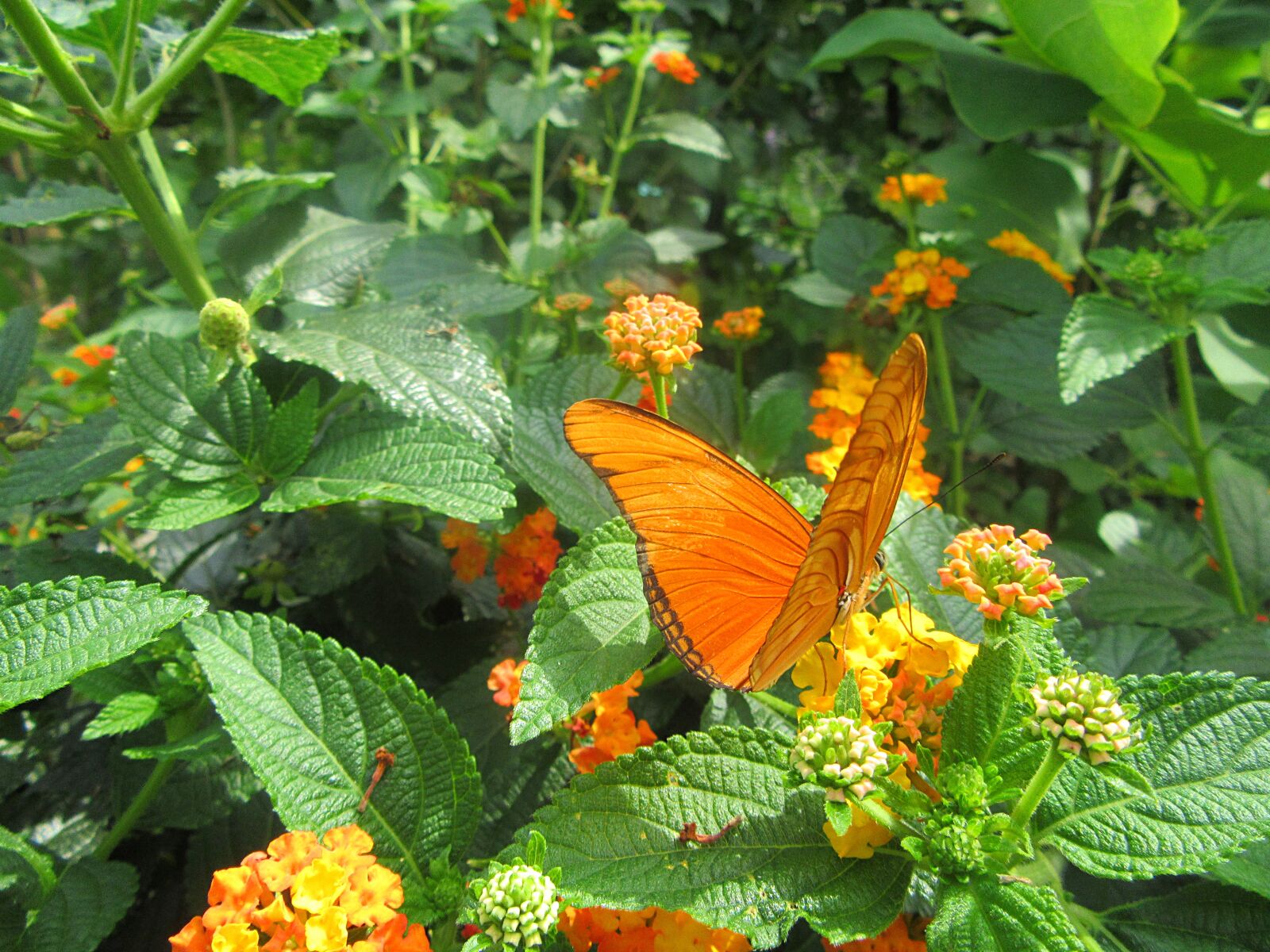 Canon PowerShot SX610 HS sample photo. Orange butterfly, flower, bug photography