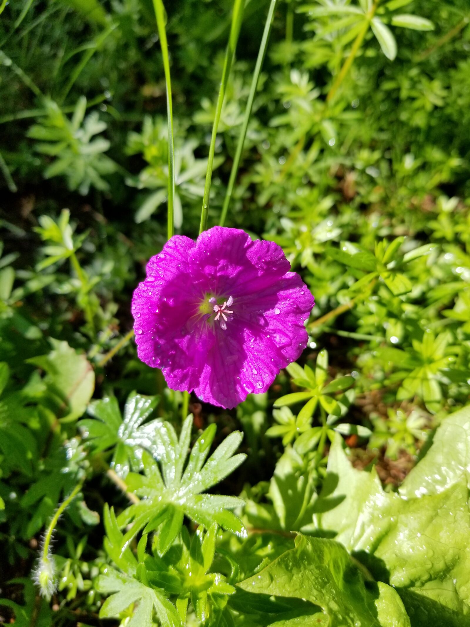 Samsung Galaxy S8+ sample photo. Flower, purple, single photography