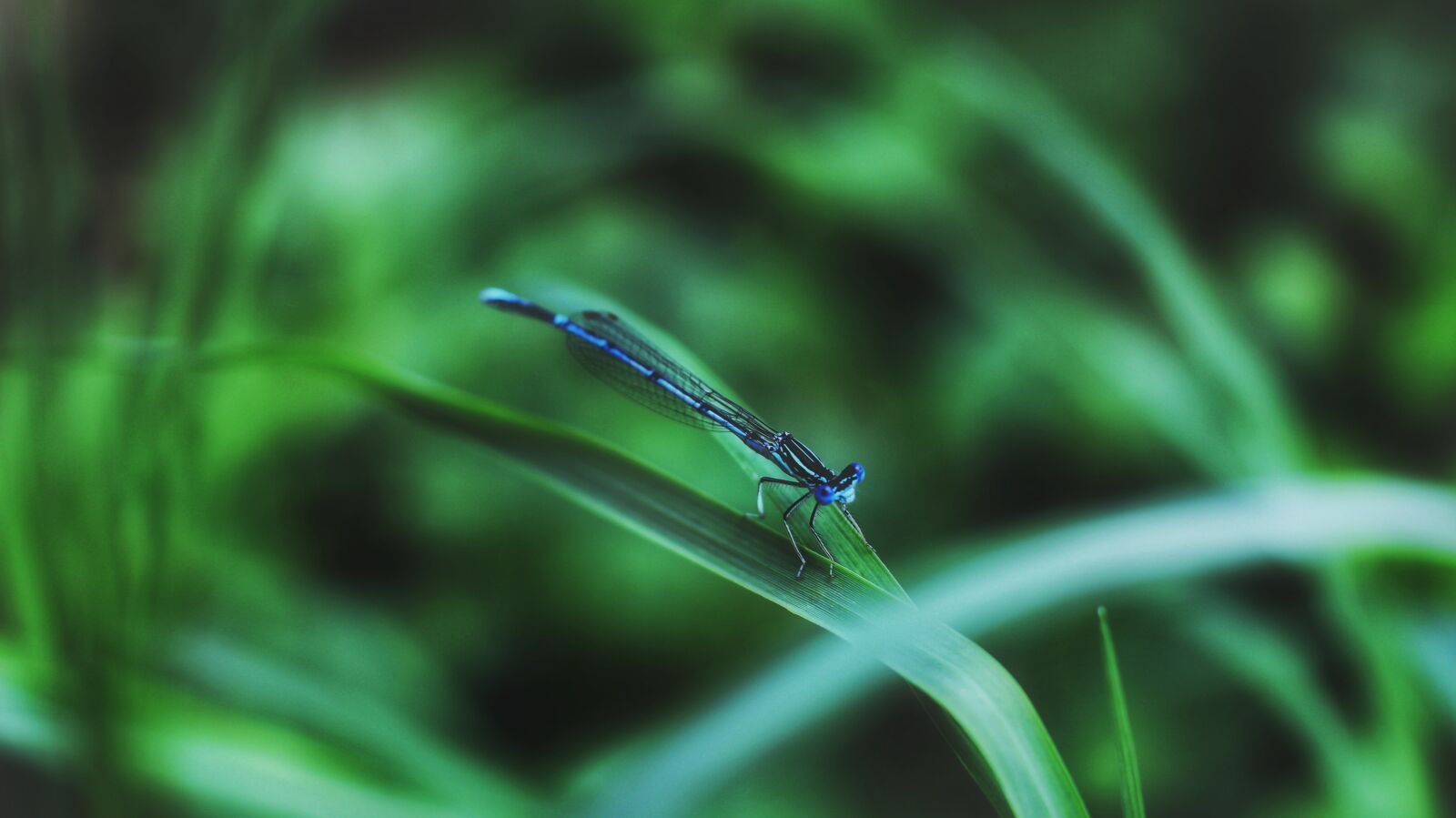 Canon EOS 700D (EOS Rebel T5i / EOS Kiss X7i) sample photo. Macro, dragonfly, insect photography