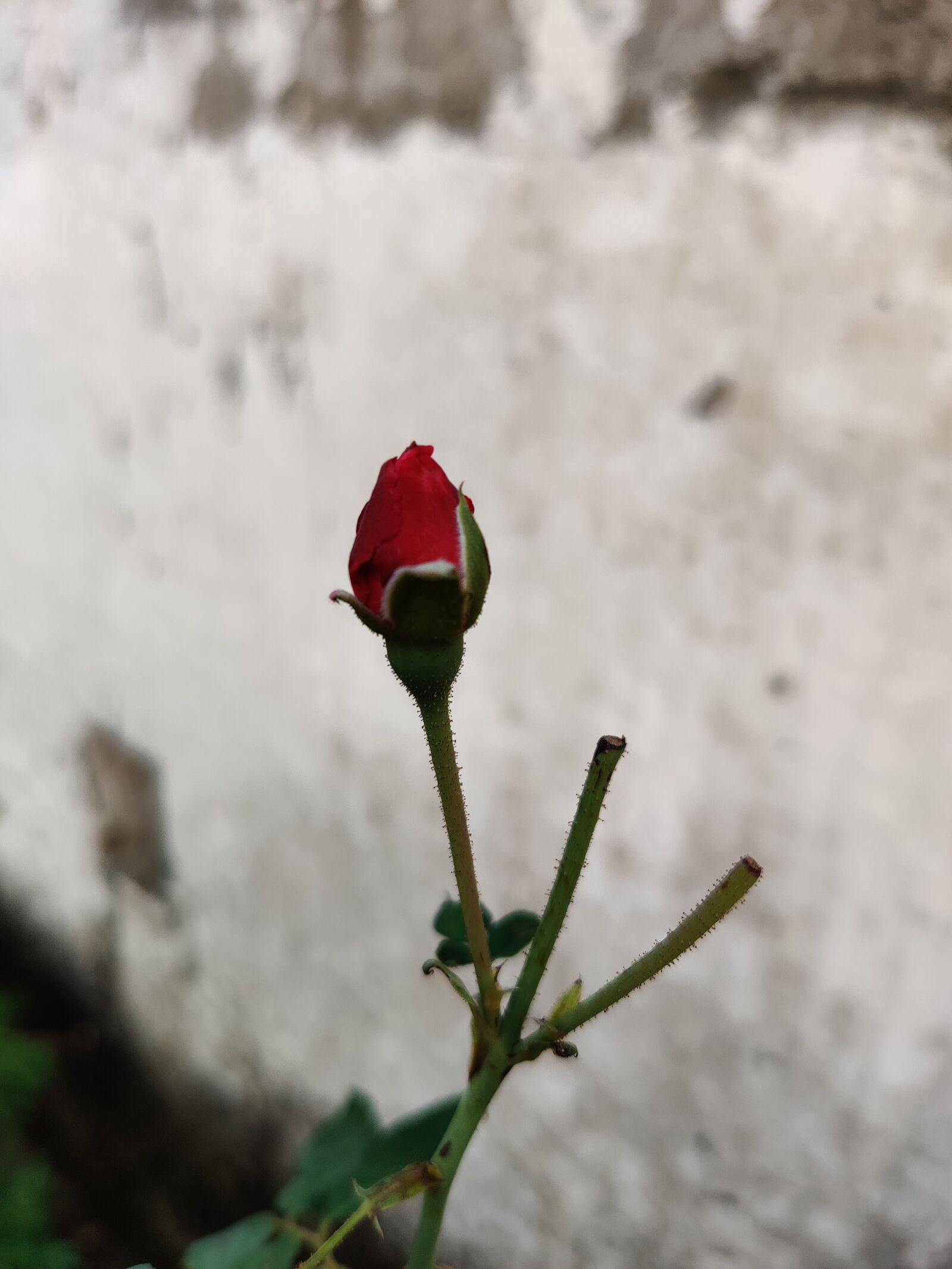 OnePlus HD1901 sample photo. Rose bud, roses, flower photography