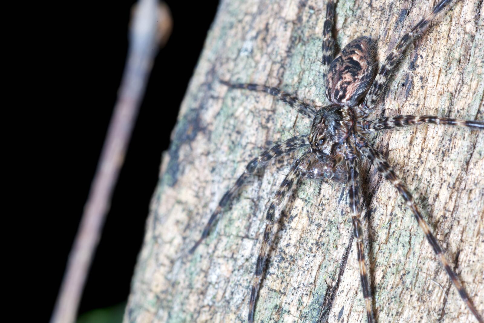 Canon EOS 5D Mark II sample photo. Spider, tree, trunk photography