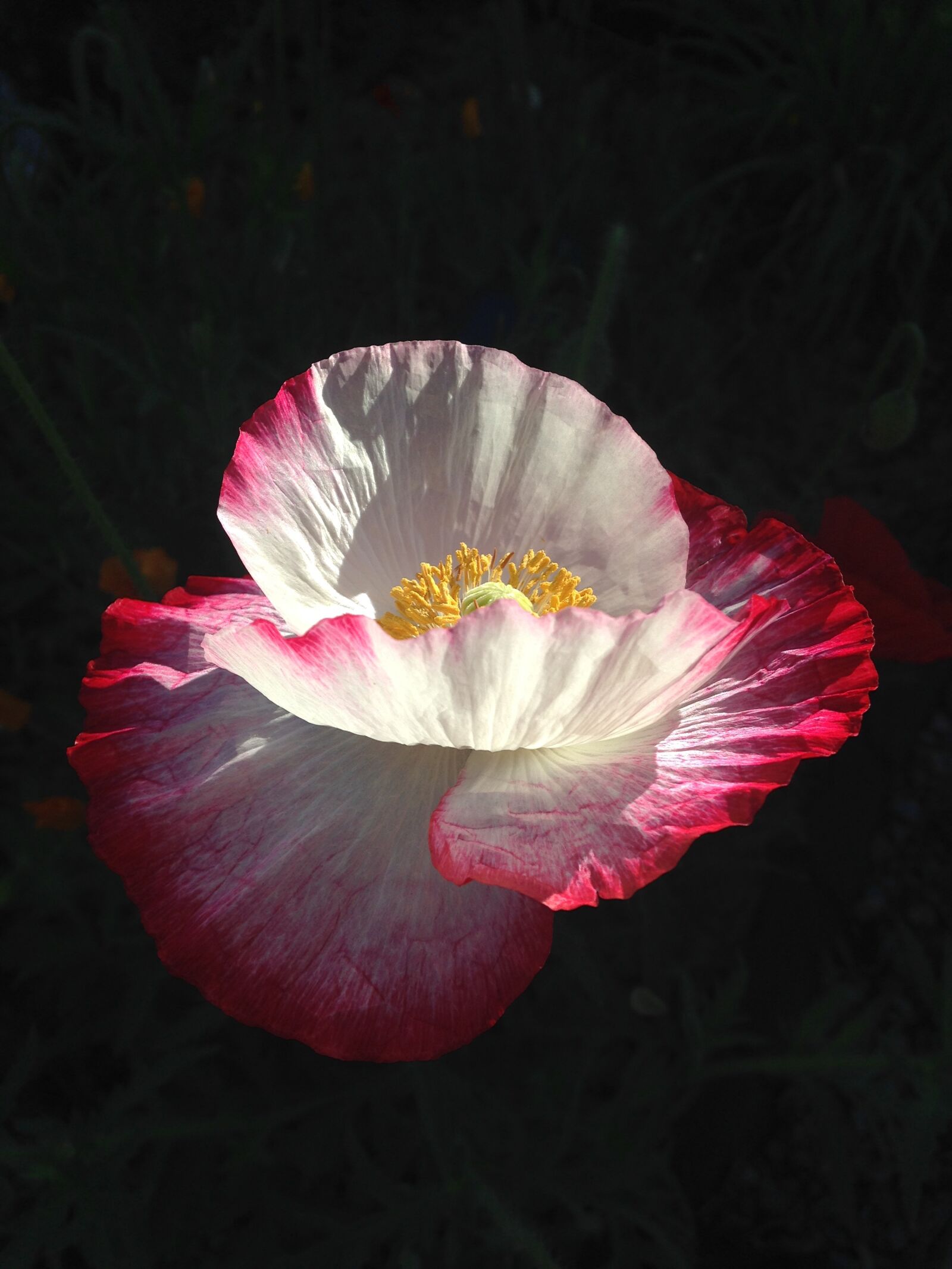 iPhone 5c back camera 4.12mm f/2.4 sample photo. Garden, flowers, poppy photography