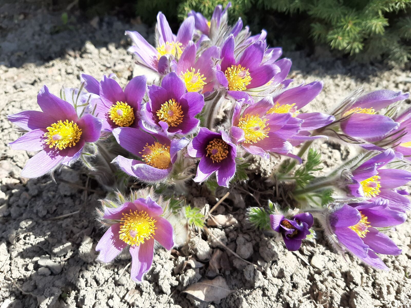 Samsung Galaxy A50 sample photo. Fiolet, kwiaty, wiosna photography