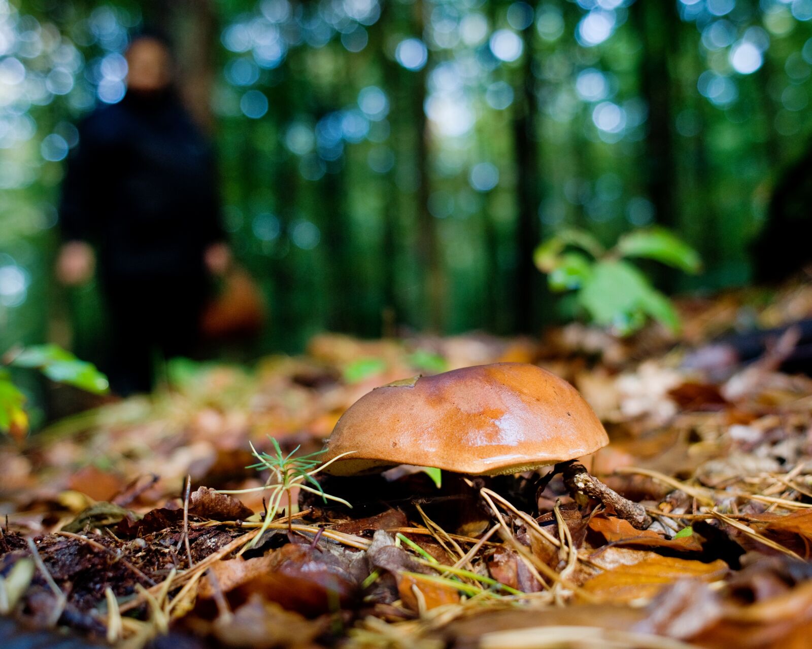 Nikon D90 sample photo. Mushrooms, forest, autumn photography