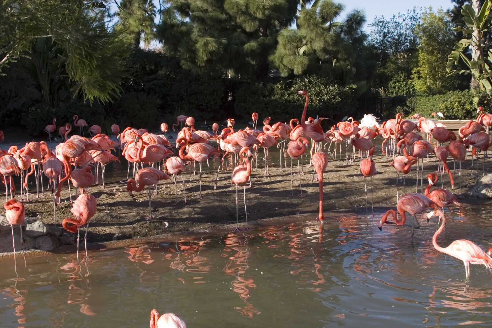 Canon EOS 10D sample photo. Flamingo, bird, landscape photography