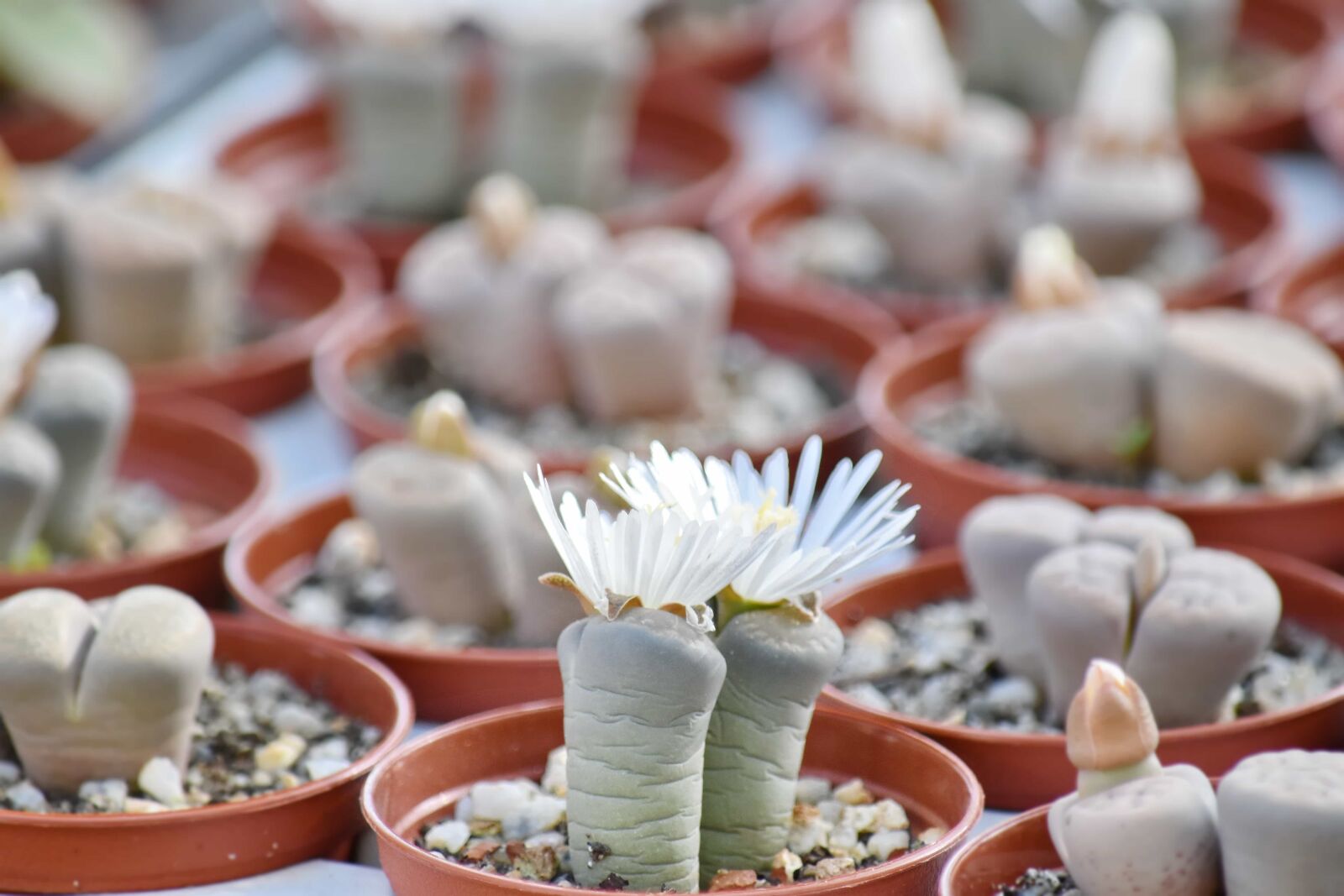 Nikon D5500 sample photo. Cactus, detail, flowerpot, white photography
