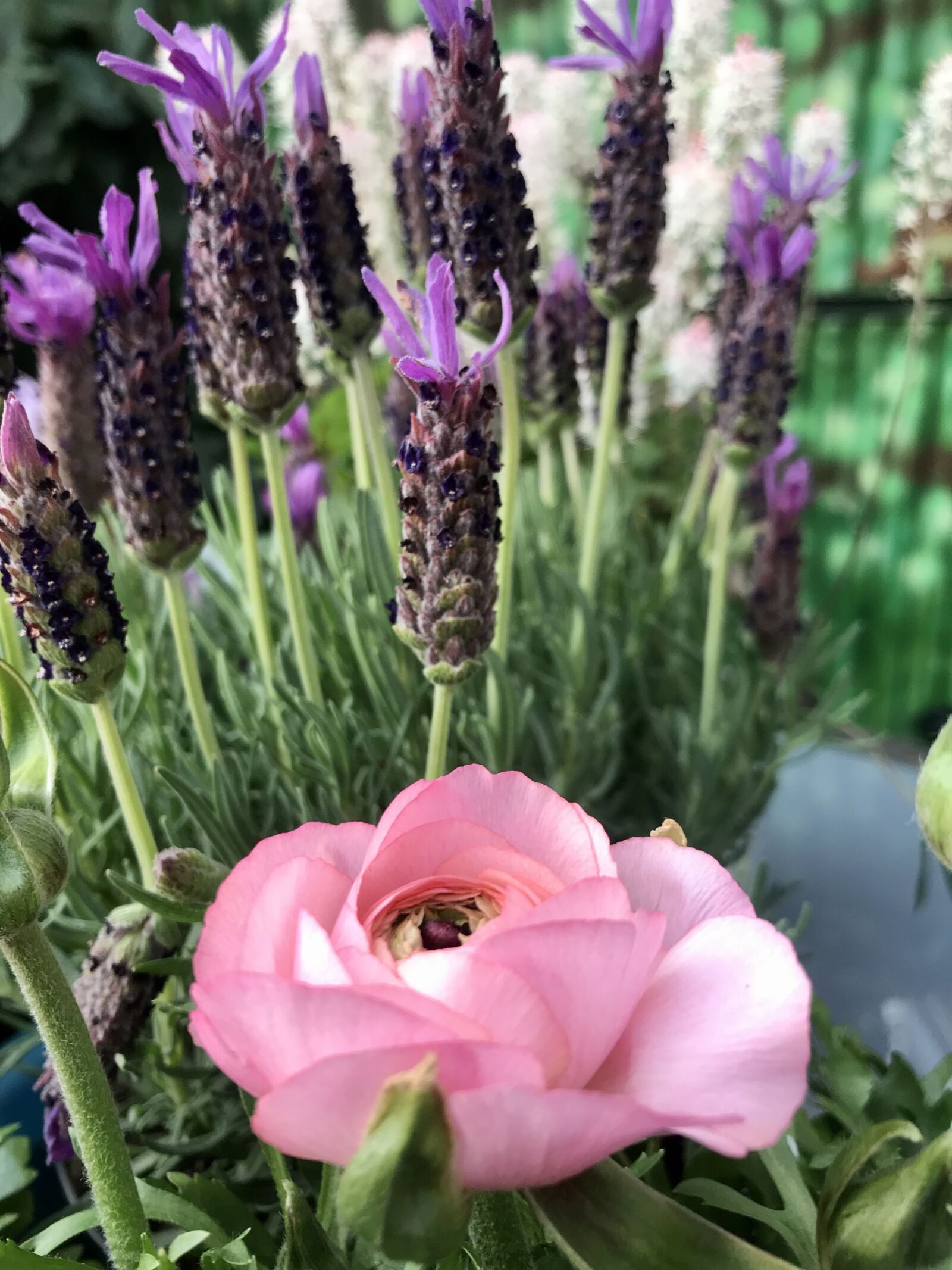 iPhone 7 back camera 3.99mm f/1.8 sample photo. Ranunkeln, lavender, flowers photography