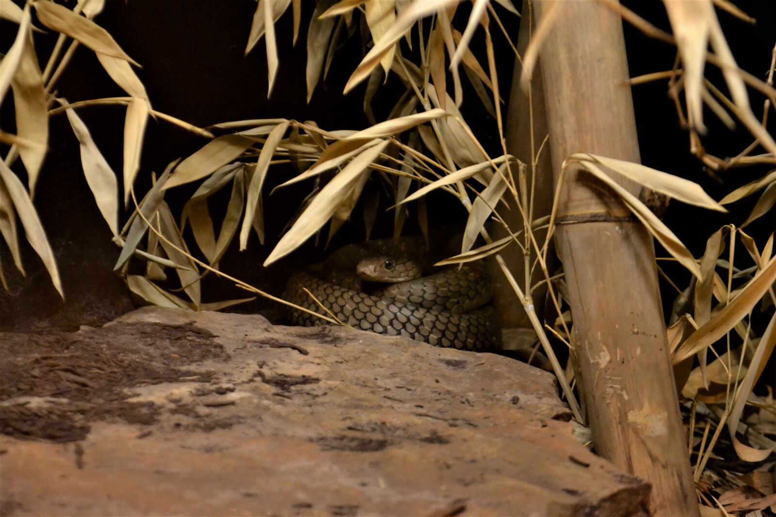 Nikon D3100 sample photo. Mamba, snake, viper photography