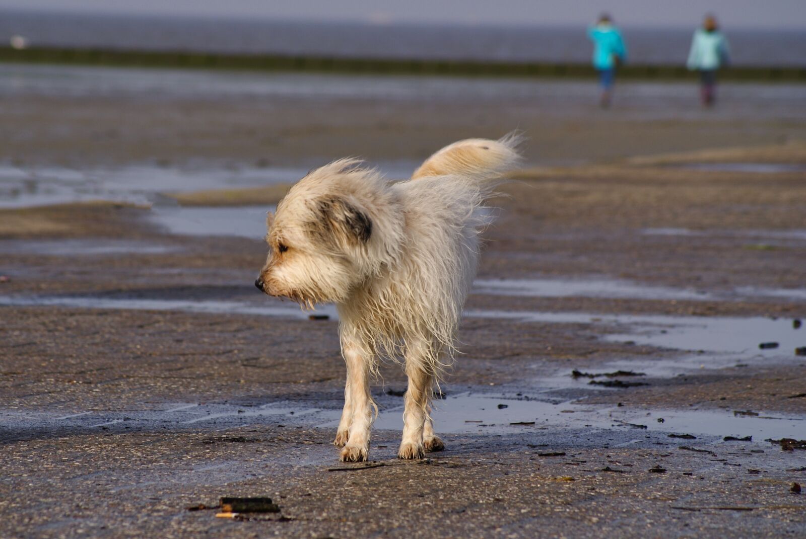 Sony Alpha DSLR-A200 sample photo. Dog, beach, pet photography