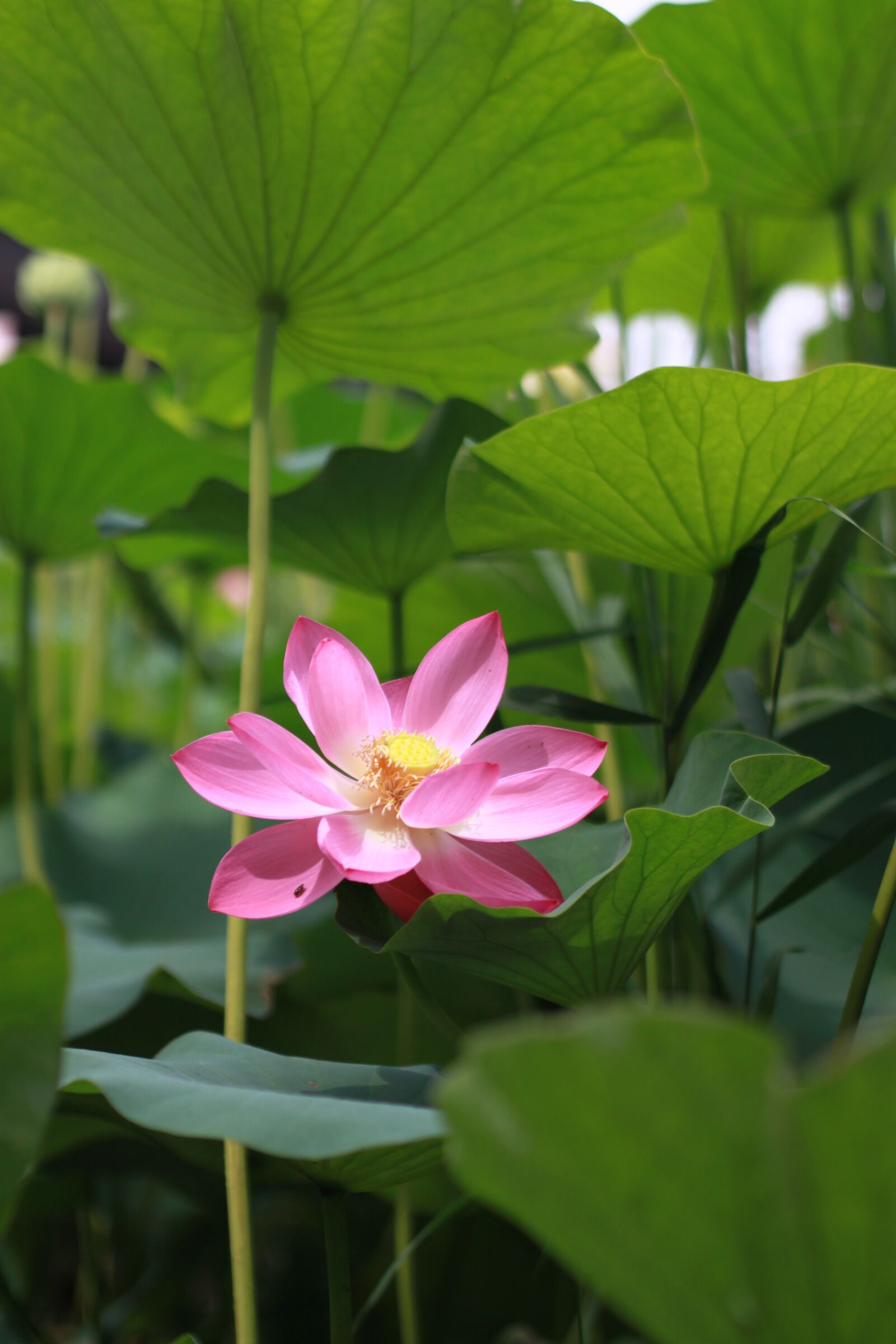 Canon EOS 500D (EOS Rebel T1i / EOS Kiss X3) sample photo. Kite, lotus, water lilies photography