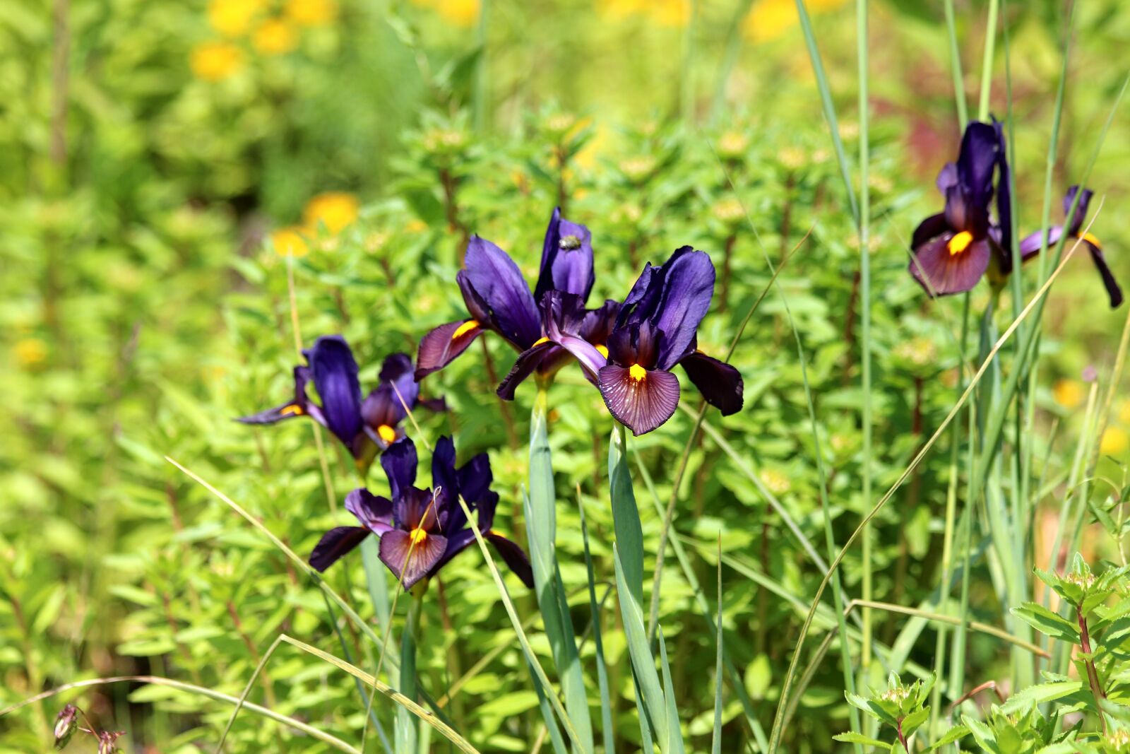 Canon EOS 650D (EOS Rebel T4i / EOS Kiss X6i) sample photo. Irises, purple irises, flowers photography