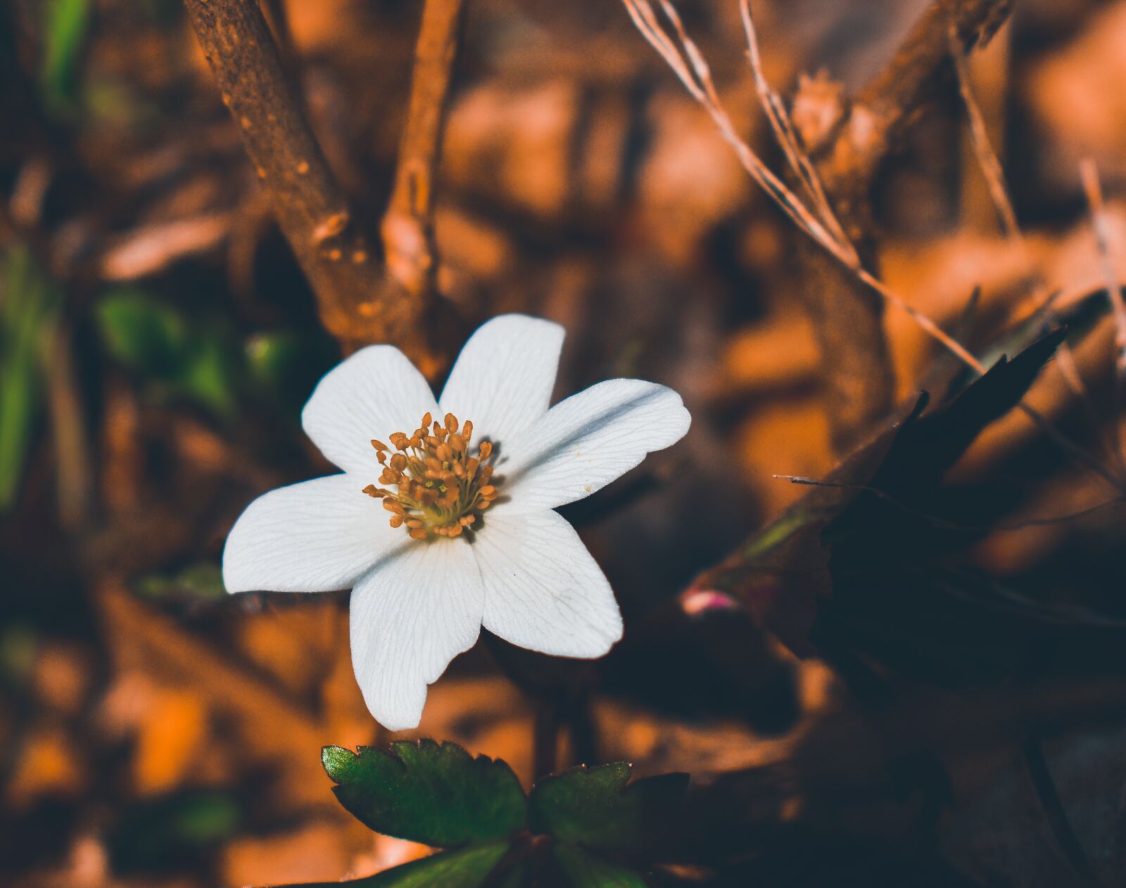 Nikon D3500 sample photo. Nature, flowers, spring photography