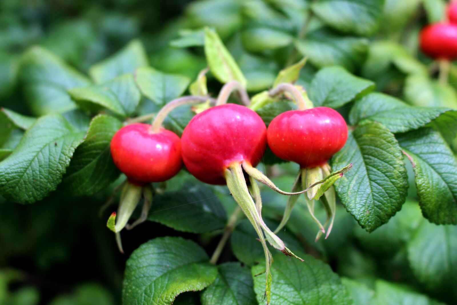 Canon EOS 700D (EOS Rebel T5i / EOS Kiss X7i) sample photo. Rose hip, leaves, red photography