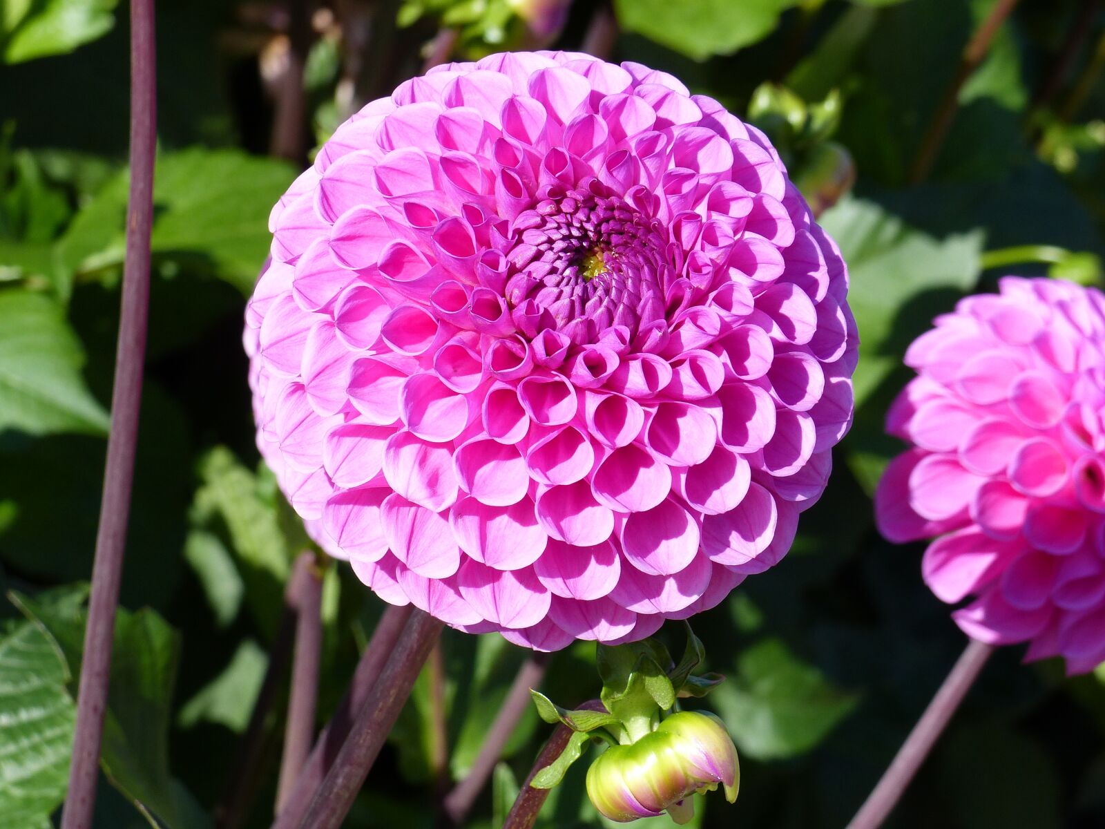 Panasonic Lumix DMC-FZ200 sample photo. Pompom, dahlia, flowers photography