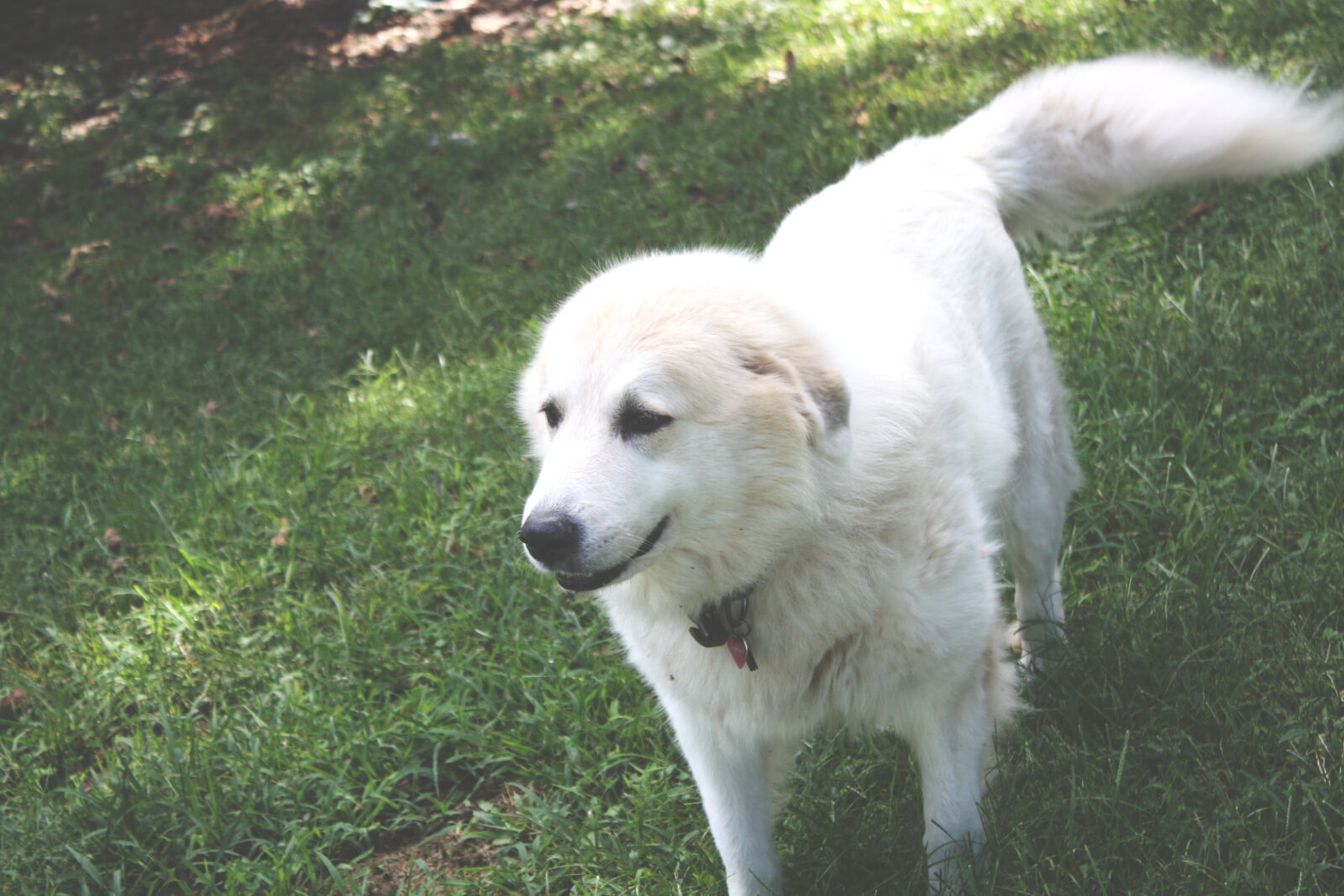 Canon EOS 450D (EOS Rebel XSi / EOS Kiss X2) sample photo. White, coated, dog, on photography