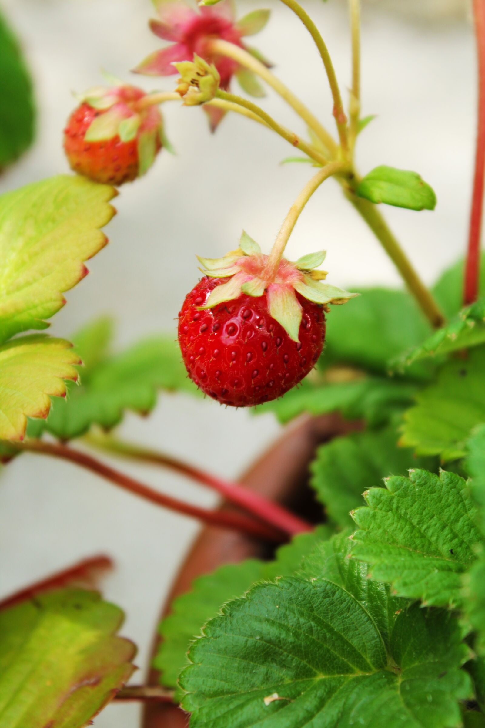 Canon EOS 1300D (EOS Rebel T6 / EOS Kiss X80) sample photo. Strawberry, fruit, foliage photography