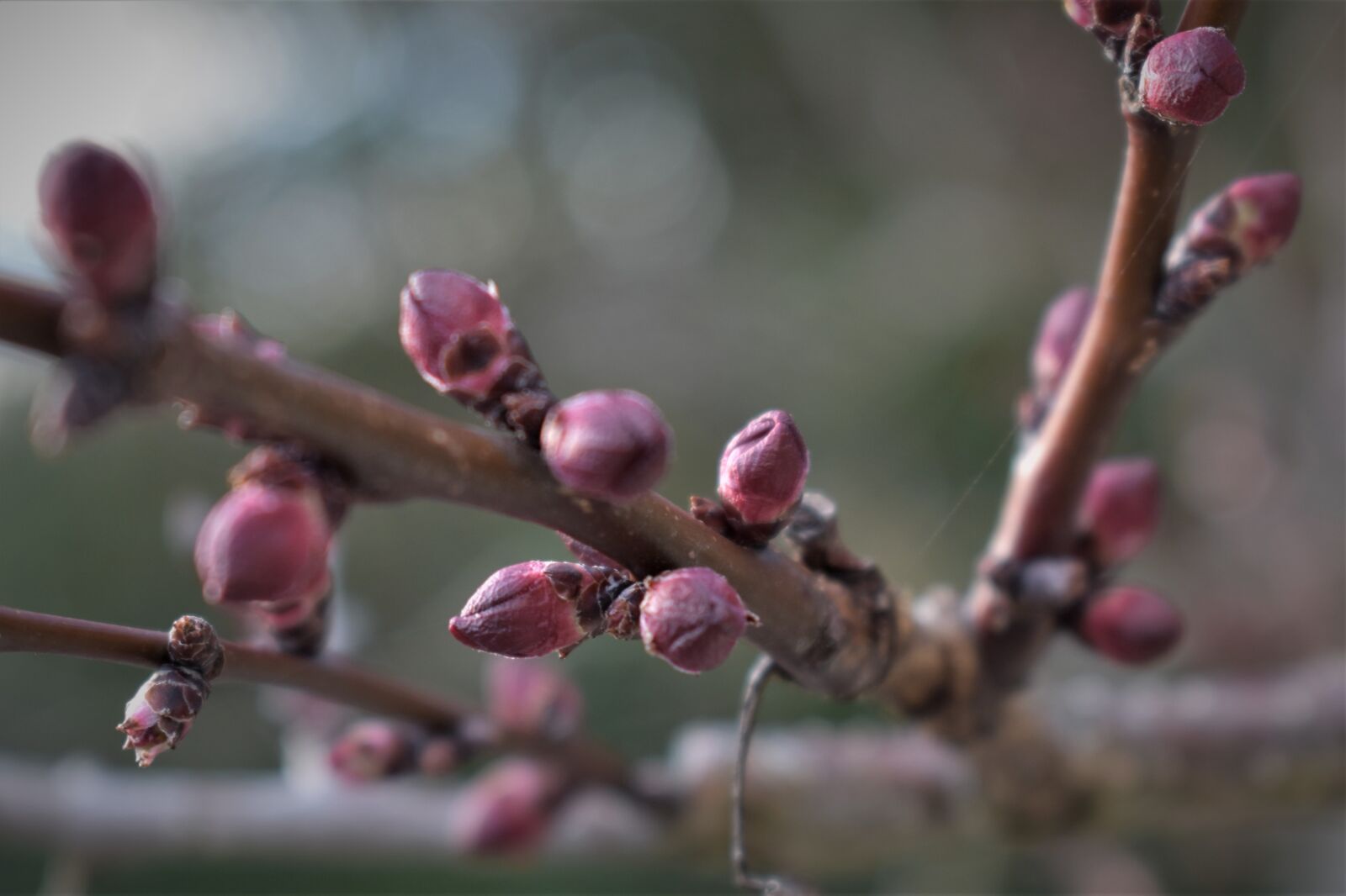 Nikon D5500 sample photo. Apricot tree, tree, apricots photography